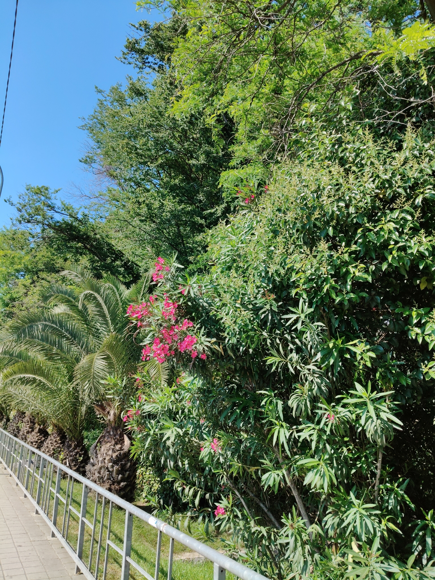 The image depicts a sunny day in Sochi, Russia, with a clear blue sky overhead. A paved walkway runs along the left side of the frame, bordered by a metal railing. Beyond the walkway and railing, lush green vegetation dominates the scene. Several palm trees, with their distinctive fronds, are visible, their textured trunks contrasting with the softer foliage. In the mid-ground, a dense bush with bright pink flowers adds a vibrant splash of color. The surrounding foliage is a mix of various green hues, suggesting a well-maintained park or garden area. The overall impression is one of a pleasant, outdoor environment, likely a public space in Sochi, given the presence of palm trees and the warm, sunny weather.
