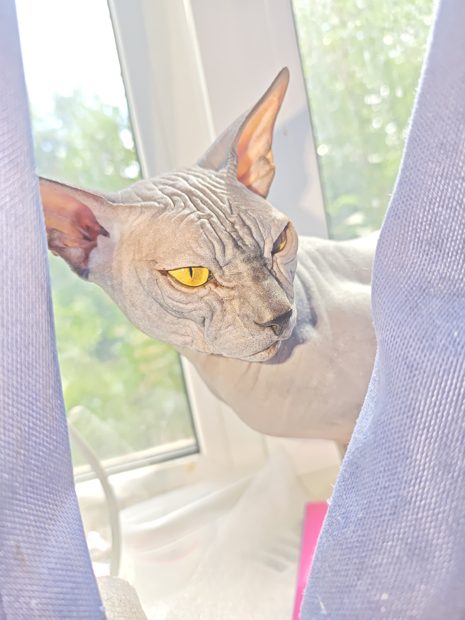 A light-colored sphynx cat with bright yellow eyes is perched on a windowsill, framed by soft blue curtains. The cat's skin is wrinkled, and its gaze is directed downwards and to the right. Through the window, blurred green foliage and bright sunlight are visible, suggesting an outdoor environment. The windowsill is cluttered with white fabric and a bright pink object. The location is identified as Voronezh, Russia.