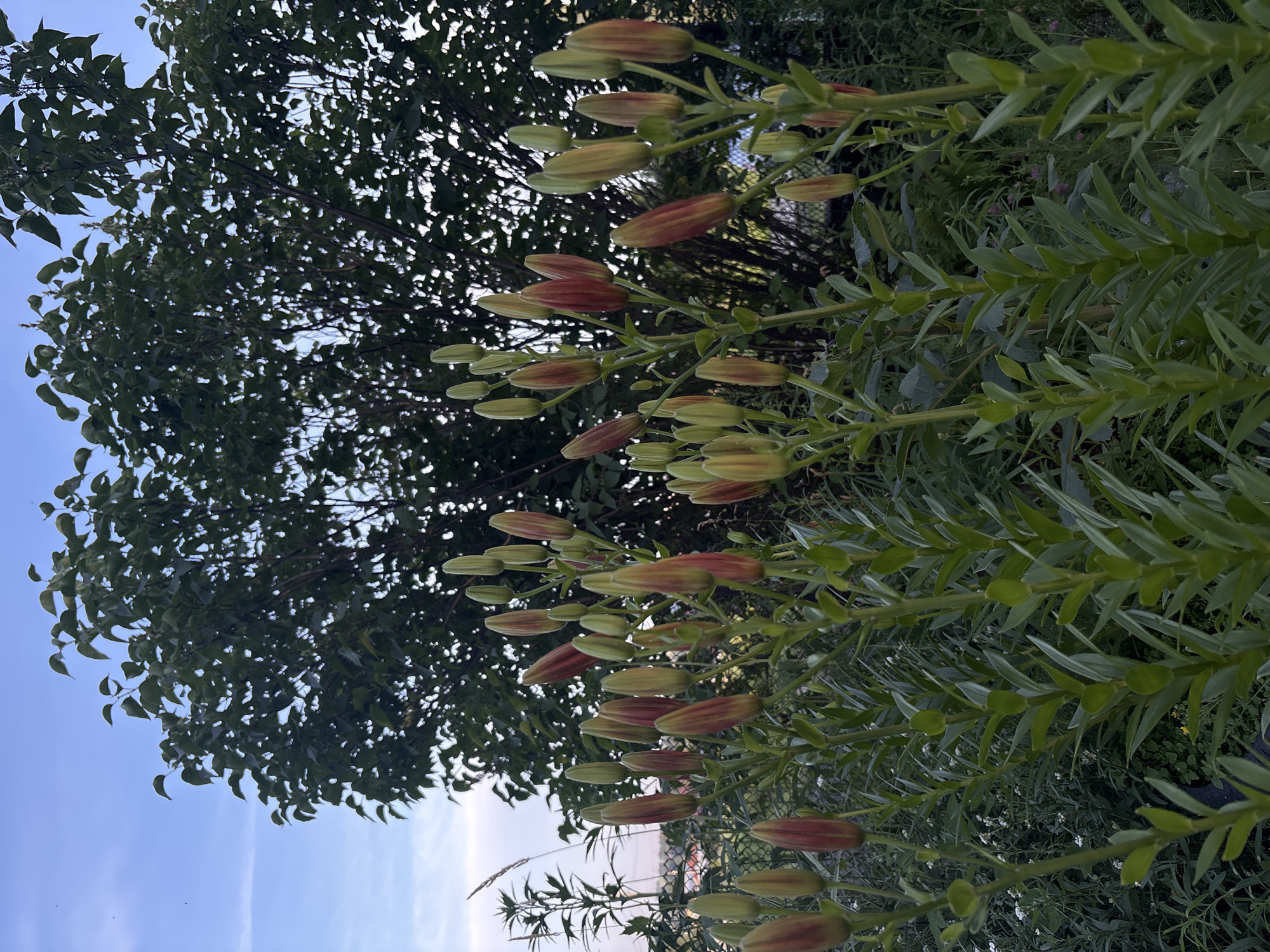 This image captures a garden scene with several lily plants in the foreground, displaying numerous buds in various stages of development. The buds are predominantly green with some showing reddish-brown tips. The lily plants have tall, sturdy green stems and lance-shaped leaves. In the background, a dense canopy of dark green foliage from a large tree dominates the upper portion of the frame. The sky is visible above the tree, with a clear blue expanse and a few wispy clouds. A chain-link fence can be partially seen behind the lily plants, suggesting the garden is likely in a residential area. The overall setting appears to be outdoors, possibly in a backyard or park, with a naturalistic and somewhat wild growth of vegetation. The location is identified as Vishnevka, Russia. No people are present in the image.