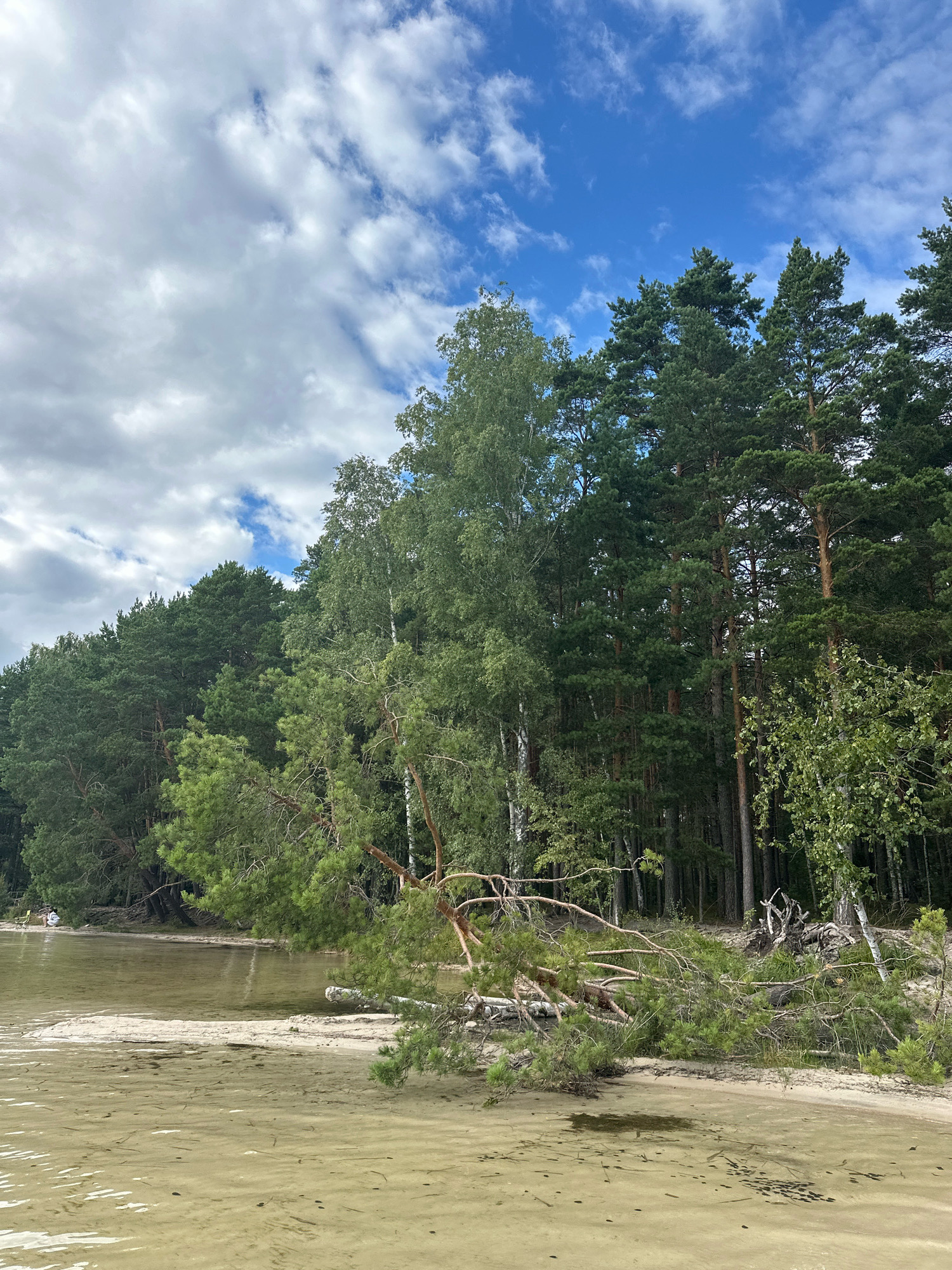 A serene lakefront scene unfolds under a partly cloudy sky in the vicinity of Мядзельскі сельскі Савет, Belarus. The foreground features the shallow, sandy bottom of a lake, with ripples distorting the view of scattered dark debris on the lakebed. A narrow strip of sandy beach extends towards a dense line of coniferous and deciduous trees that form the background. A fallen pine tree, its branches splayed across the sand and partially submerged in the water, is a prominent feature on the right side of the image. In the distance, on the left side of the beach, a lone figure is seated on a yellow chair near the water's edge, overlooking the lake. The overall impression is one of natural tranquility.