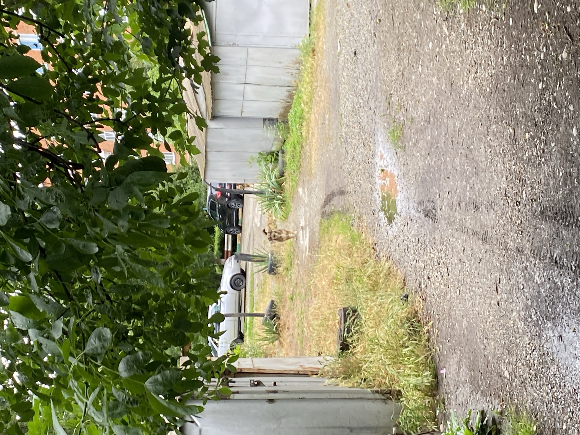 The image shows a view of a gravel driveway with patches of grass and vegetation, leading towards a row of garages. A light-colored car is parked to the left, and a dark-colored car is further down the driveway. A medium-sized dog with light brown and dark brown fur is walking away from the camera in the middle of the driveway. The scene appears to be outdoors, possibly in a residential area of Zapadny, Russia, given the presence of garages and cars. The overall impression is of a somewhat unkempt, possibly damp, environment, with green foliage from trees overhead partially obscuring the view.