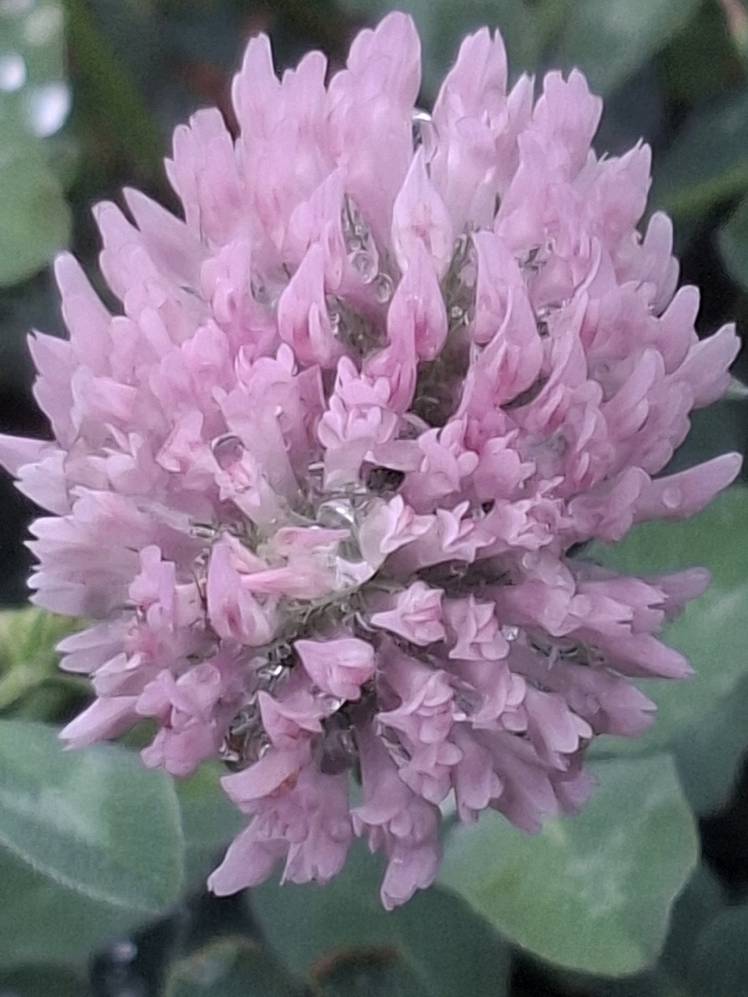 A close-up, eye-level shot features a pink clover flower head with dewdrops on its petals. The flower is in focus against a blurred background of green leaves and darker foliage. The image was taken in Almaty, Kazakhstan.