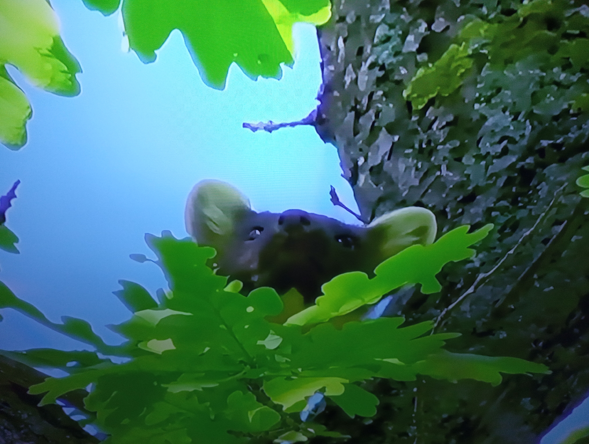 The image shows a close-up view of a marten peeking out from behind vibrant green leaves in a tree. The marten has dark fur, prominent ears, and appears to be looking upwards. The background is a bright blue sky, suggesting it is daytime and the weather is clear. The leaves are detailed and organic, with some appearing to be oak leaves due to their shape. The tree bark is rough and textured. The overall impression is one of a natural, perhaps serene, moment captured in the wild. The context provided indicates the location is Dnipro, Ukraine. There is no visible text in the image.