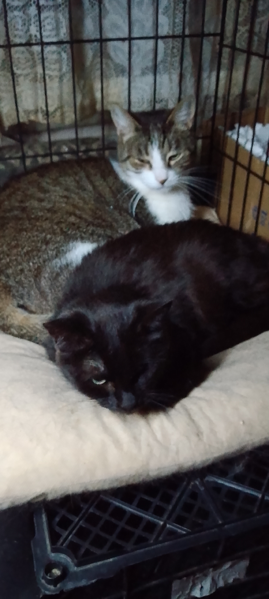 In the city of Belgorod, Russia, two cats are resting in a cage. A tabby and white cat is positioned at the back of the cage, facing forward with its eyes partially closed. In front of it, a black cat is lying down, also with its eyes closed. The cage is made of metal bars and is situated on a plastic grate. The background appears to be a curtain.