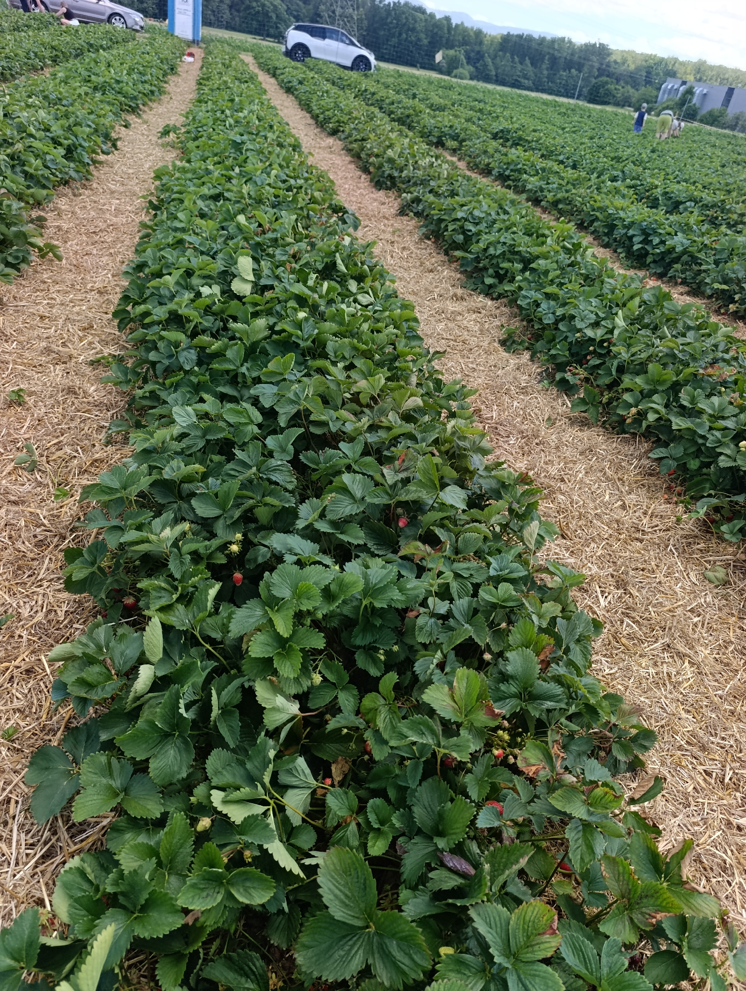 This is a high-angle, eye-level, full shot of a strawberry field. The foreground is dominated by rows of lush green strawberry plants with straw mulch between them. A few red strawberries are visible amongst the leaves. In the background, there are several cars parked on a grassy incline, and in the distance, a tree line with rolling hills under a cloudy sky. The location is not specified within the image.