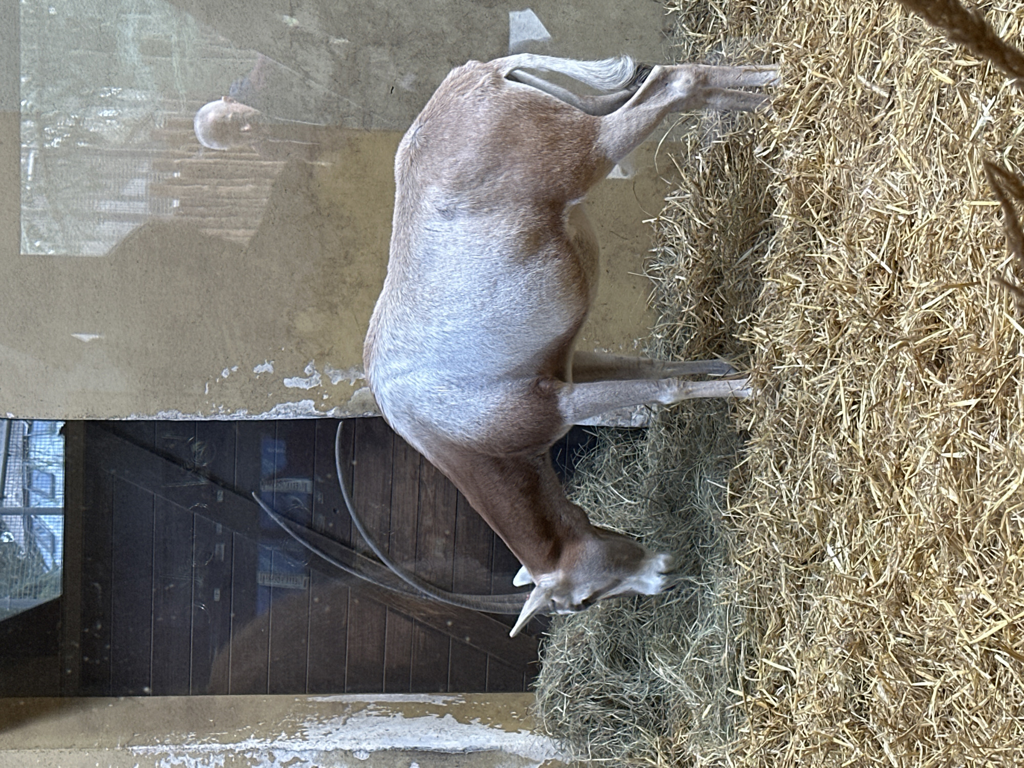 An adult scimitar oryx (Oryx dammah) stands in its enclosure. The oryx has a pale sandy coat and relatively short, backward-curving horns. It eats dried hay. The enclosure has a wooden door and a window through which an exterior building can be seen. The enclosure is located within the Wrocław Zoo in Wrocław, Poland.