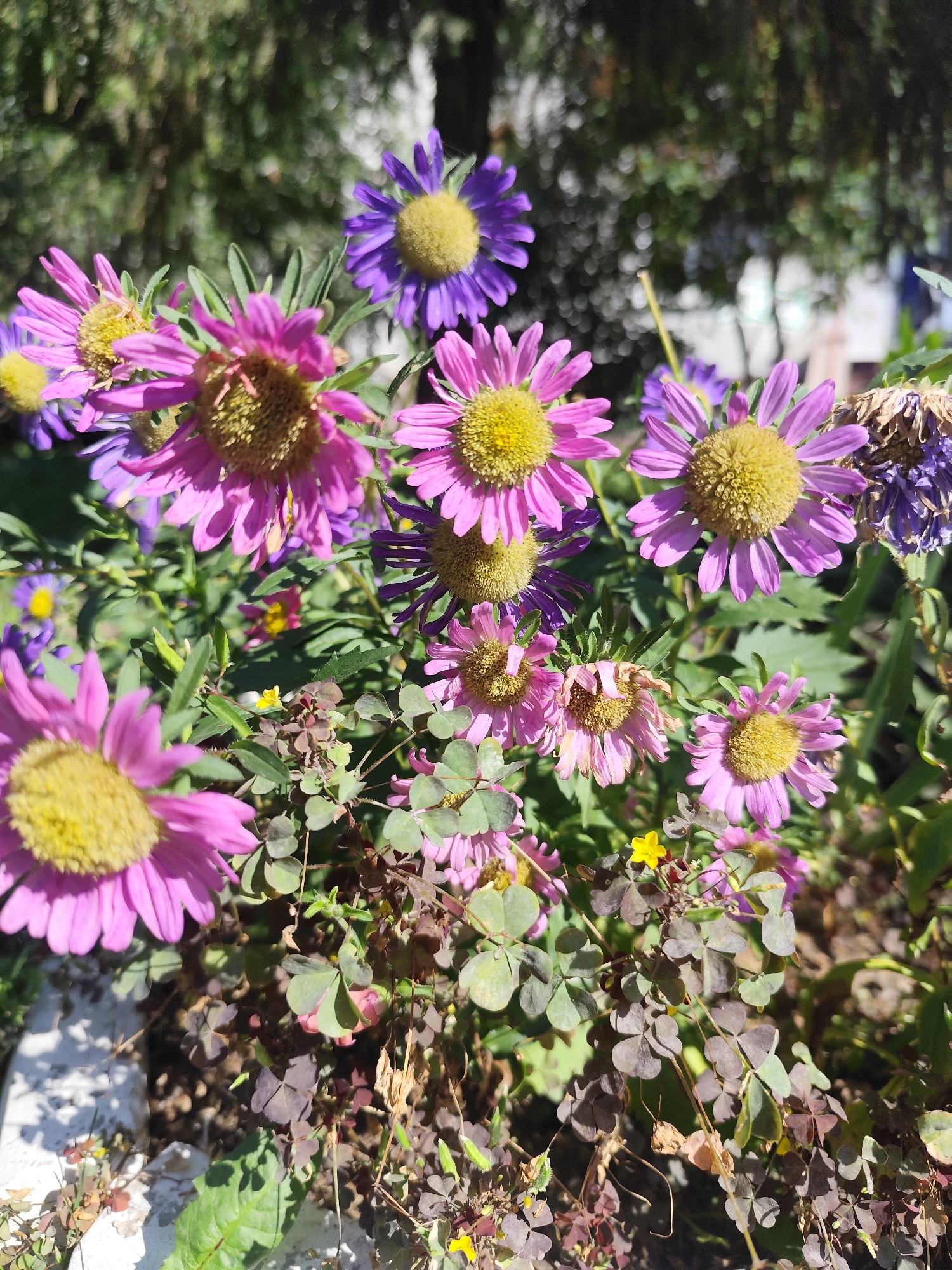 The image shows a close-up view of a cluster of pink and purple aster flowers with yellow centers, blooming in an outdoor setting. Some of the flowers are in sharp focus, while others are blurred due to shallow depth of field. The flowers are surrounded by green foliage and dark brown soil. In the background, out-of-focus trees and hints of sunlight suggest a natural or garden environment. The image does not contain any people or specific landmarks that would allow for precise location identification within Petropavl, Kazakhstan.