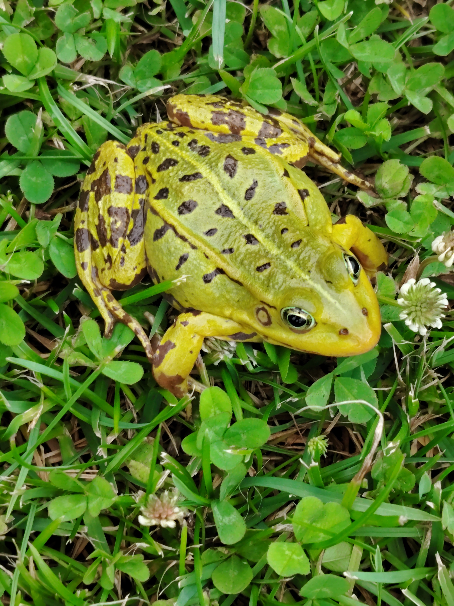 A frog with bright green skin and dark brown spots sits on lush green grass and clover. The frog's body is elongated, with its head turned slightly to the right, revealing its large, dark eyes. Its hind legs are extended, with one leg bent at the knee and resting beside its body. The front legs are tucked in close to its chest. The surrounding grass is a vibrant green, interspersed with small white clover flowers and the distinct three-lobed leaves of clover plants. The lighting suggests an outdoor setting, likely during the daytime. The image does not contain any indications of human presence or activity within the city of Soivolovskaya, Russia.