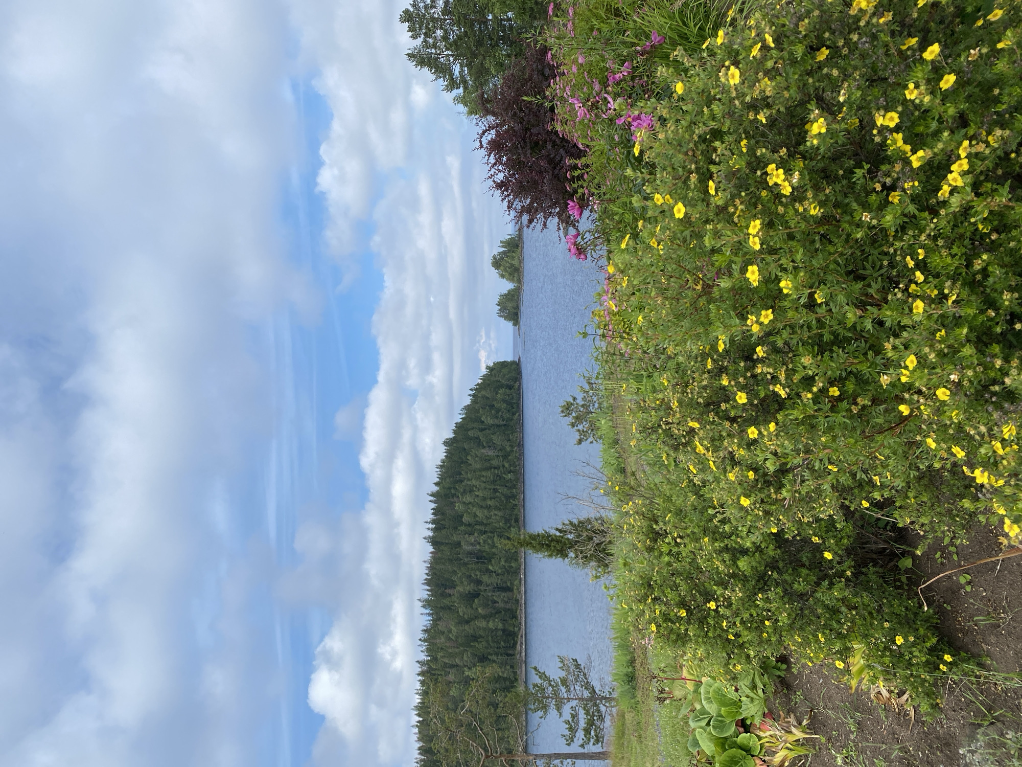 The image depicts a scenic view of a lake and surrounding landscape in Valaam, Russia. In the foreground, a lush garden features numerous small yellow flowers blooming on green bushes, interspersed with some pink flowers and broad green leaves. The garden transitions to a grassy area with a few scattered trees.
Beyond the garden lies a calm, blue lake that extends into the middle ground. On the far side of the lake, a dense forest of evergreen trees covers a hilly peninsula. The sky above is a bright blue, dotted with fluffy white clouds. In the distance, small, tree-covered islands emerge from the water, adding to the picturesque scenery. The overall impression is one of a tranquil, natural environment.
