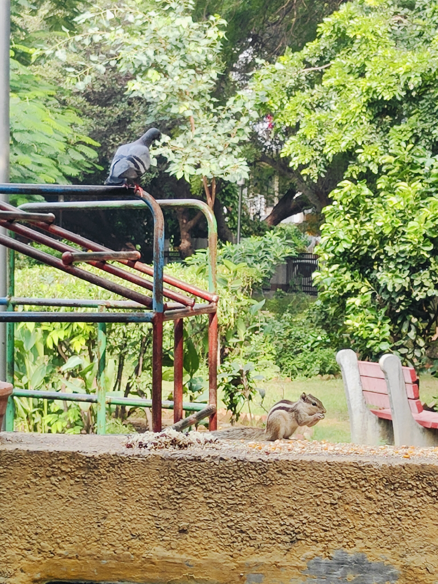 In a public park in Gurgaon, India, a pigeon perches on a metal playground structure, its blue-grey feathers ruffled. Below, on a textured concrete wall speckled with scattered seeds, a squirrel with distinctive striped fur is actively eating. The park environment is lush with green trees and foliage, and a red park bench is partially visible in the background. The scene suggests a common urban wildlife encounter in a naturalistic setting.
