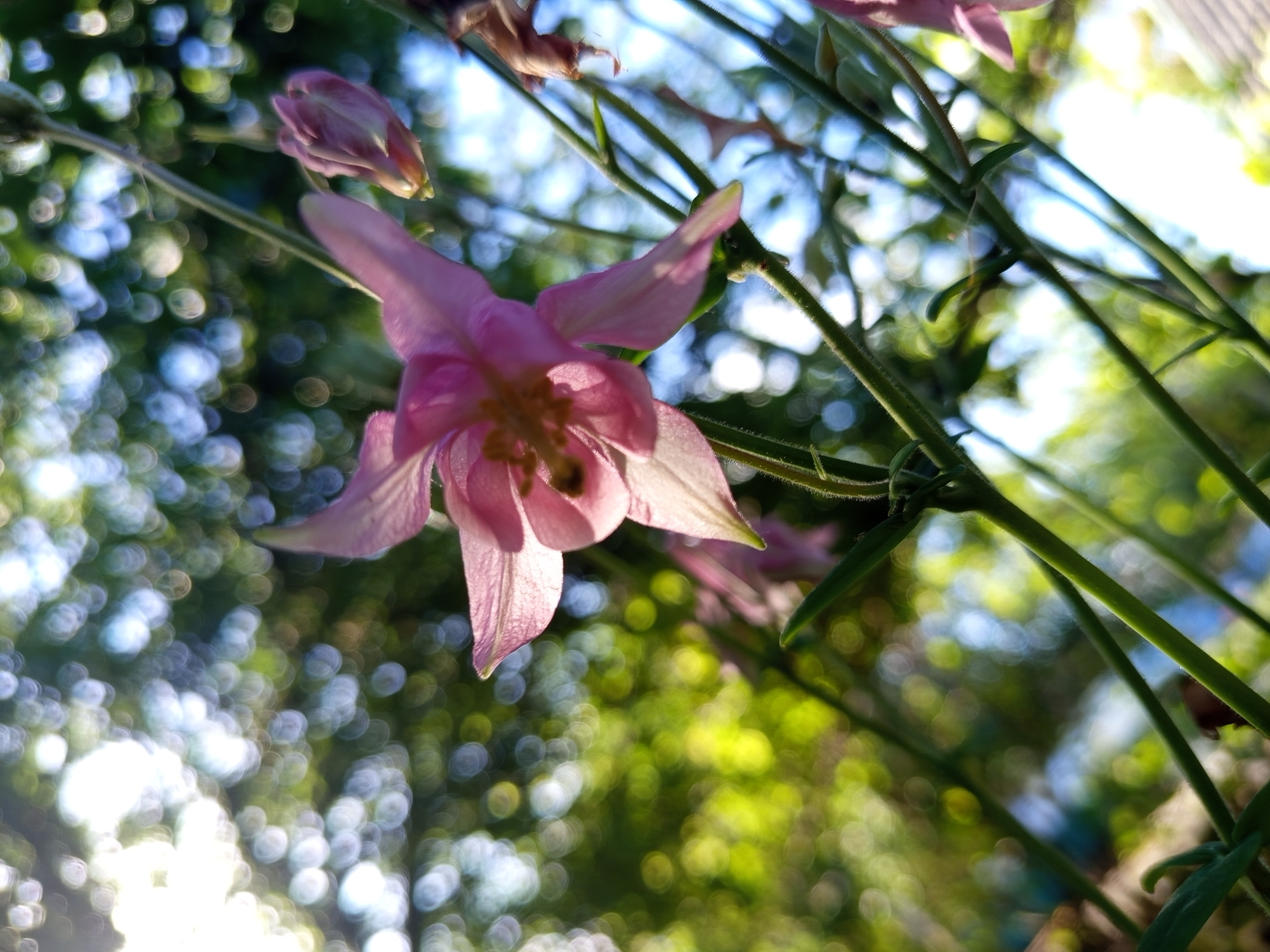 A close-up, low-angle shot of a pink columbine flower in bloom. Several other columbine stems with buds are visible in the background. The background is a blur of green and white, suggesting a garden or natural setting. The location is not specified as Serhiivka, Ukraine.
