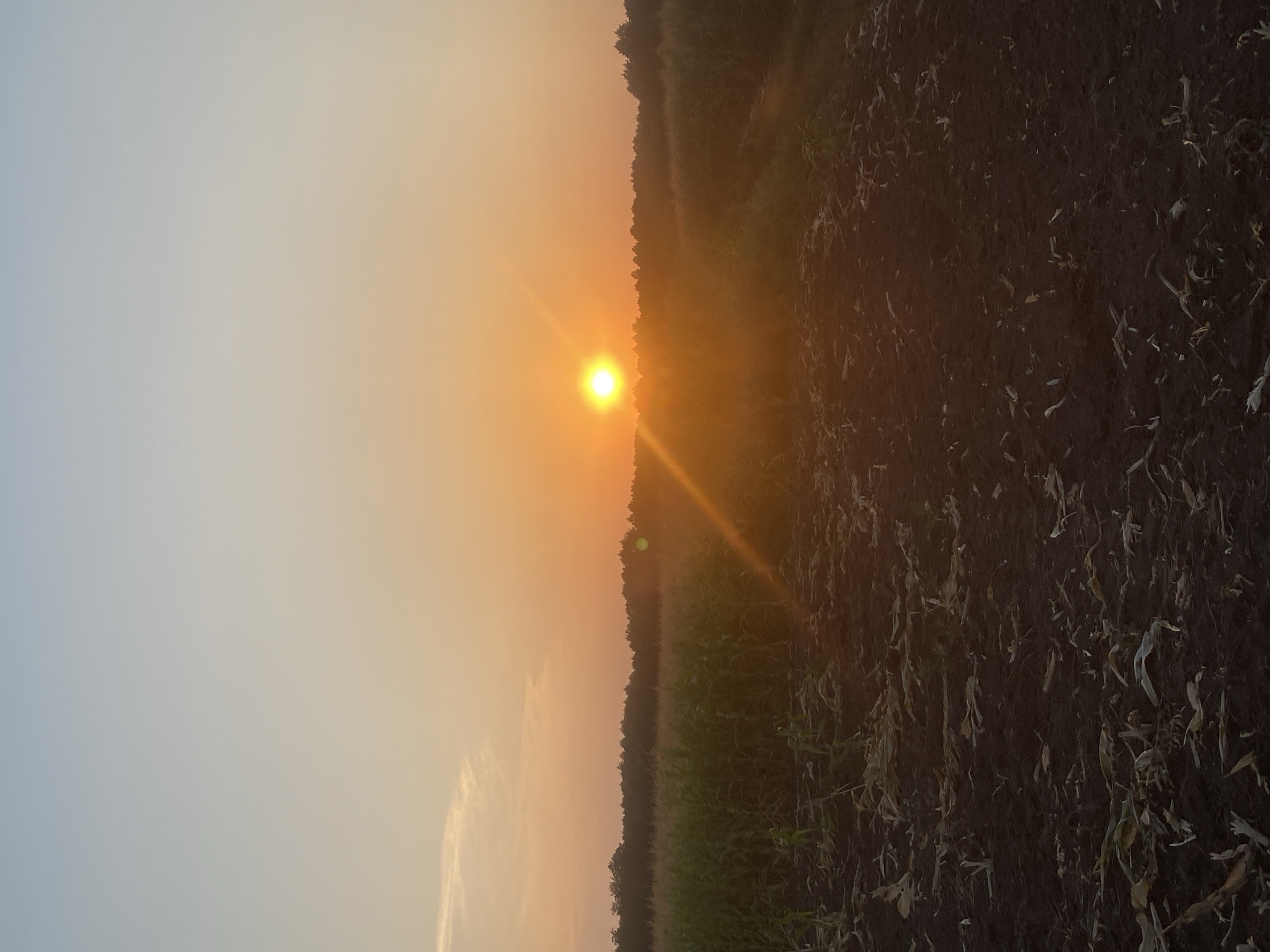 The image depicts a sunset over a rural landscape in the city of Hoholeve, Ukraine. The sun, a bright orange orb, is setting behind a line of trees that forms the horizon. The sky is a gradient of soft blues and oranges, with a few wispy clouds visible. In the foreground, a field of corn is visible, with some areas of tilled soil. The light of the setting sun casts a warm glow over the scene, creating long shadows and a sense of tranquility.