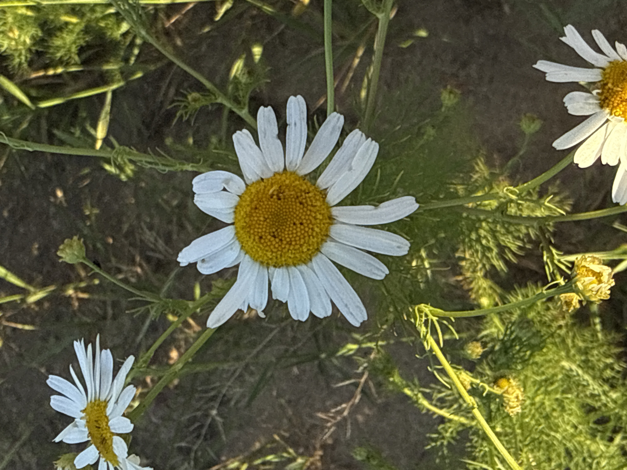 A close-up, outdoor, vertical, eye-level shot showcases a cluster of chamomile flowers bathed in natural light. The dominant subject is a large, fully bloomed chamomile flower positioned slightly left of center, its white petals radiating outwards from a bright yellow disc. The background is a muted blur of green foliage and dark soil, suggesting a garden or natural setting. Additional, less distinct chamomile flowers and buds are visible throughout the frame. The image appears to have been taken in Murom, Russia, likely in a public garden or park, given the prevalence of common wildflowers. No people or animals are present in the scene, and no actions or interactions are depicted. The overall impression is one of natural beauty and tranquility.