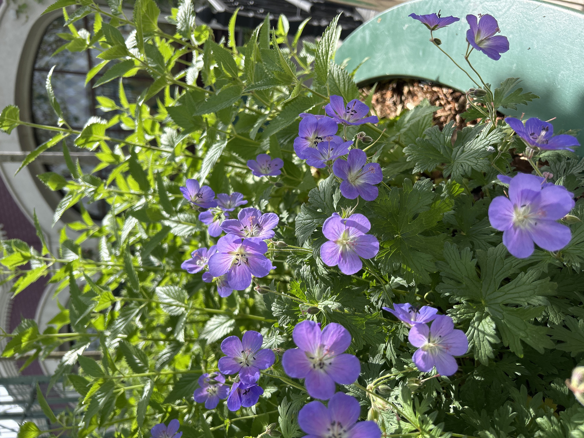 A medium shot depicts a green pot filled with flowering plants, captured in daylight. The flowers, predominantly purple, are a species of geraniums. The leaves are green and deeply divided, contributing to the lush appearance of the plant life. The pot is situated on a balcony, suggested by the architectural details of a building, including a window, visible in the background. The location is indeterminate and not clear from the image.