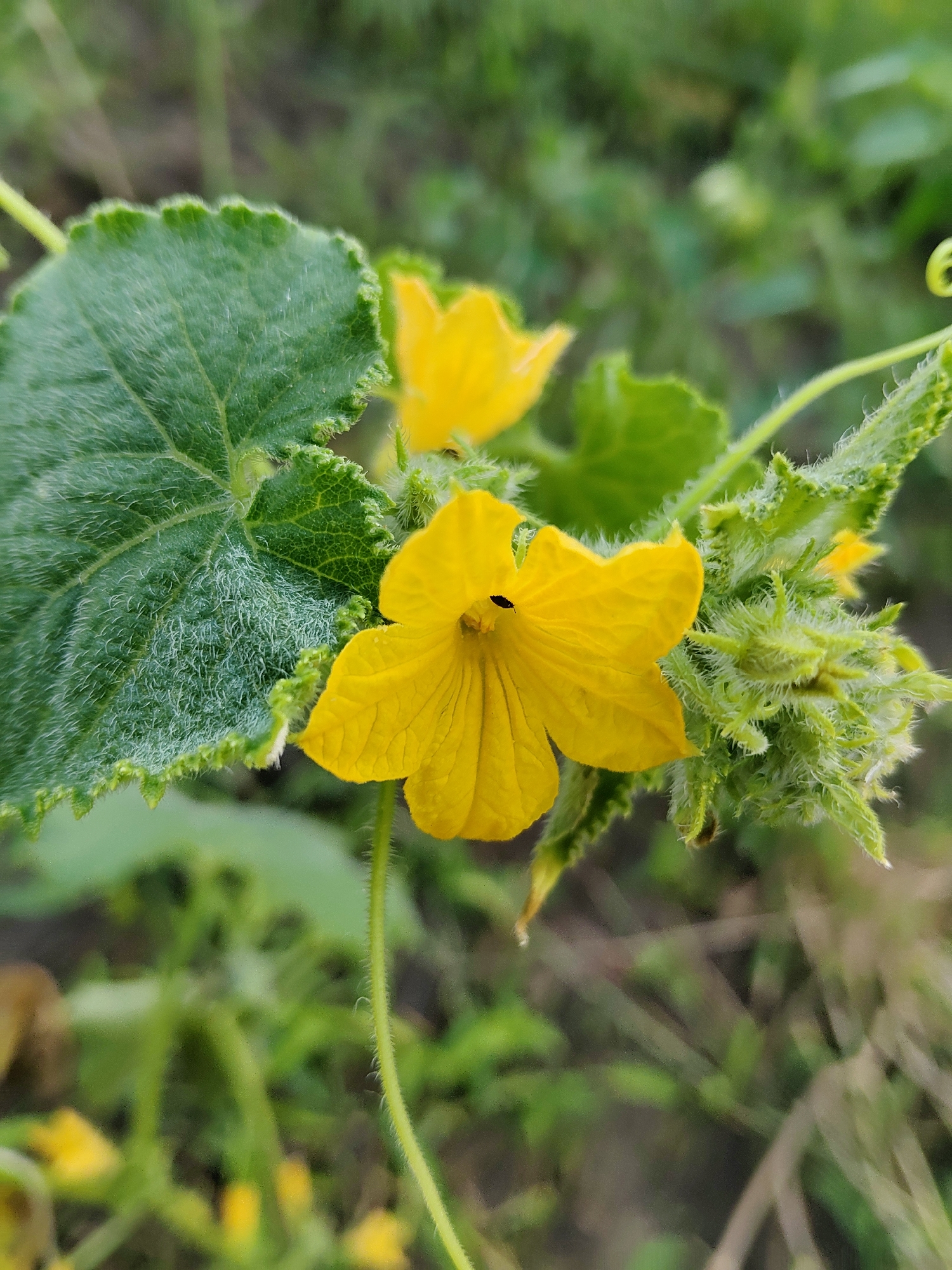 This is a close-up photograph of a yellow flower, likely a cucumber blossom, with green leaves and stems. The flower has five petals and a small black insect is visible on one of the petals. The background is blurred, showing more green foliage and some dry grasses, suggesting an outdoor, natural setting. There is no indication of the city of Kharkiv, Ukraine, or any other specific location, people, or actions within the image.