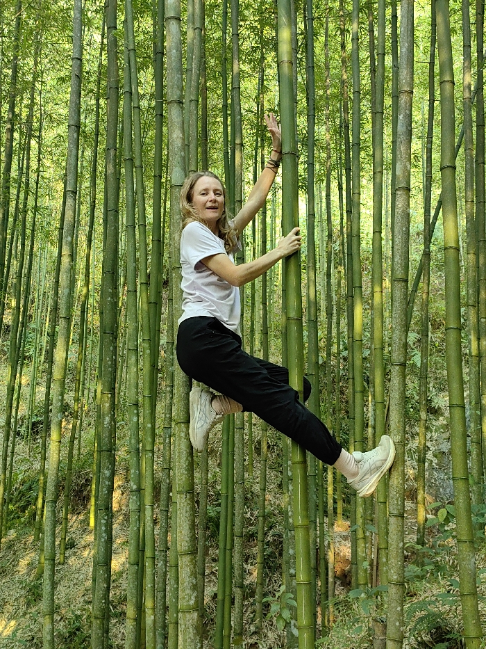 An adult female is depicted vertically poised within a dense bamboo forest in Mù Cang Chải, Vietnam. She is positioned with her body angled upwards, appearing to climb or hang from multiple green bamboo stalks. Her left hand firmly grips a thick bamboo stalk at chest height, while her right arm is extended upward, hand in contact with a thinner stalk. Her legs are bent, with her light-colored athletic shoes braced against separate bamboo culms. She wears a light-colored short-sleeved shirt, black trousers, and white socks. A dark bracelet is visible on her left wrist. Her facial expression is neutral, mouth slightly open, as she looks directly towards the camera. The background is filled with numerous tall, slender green bamboo stalks of varying thickness, illuminated by natural daylight.