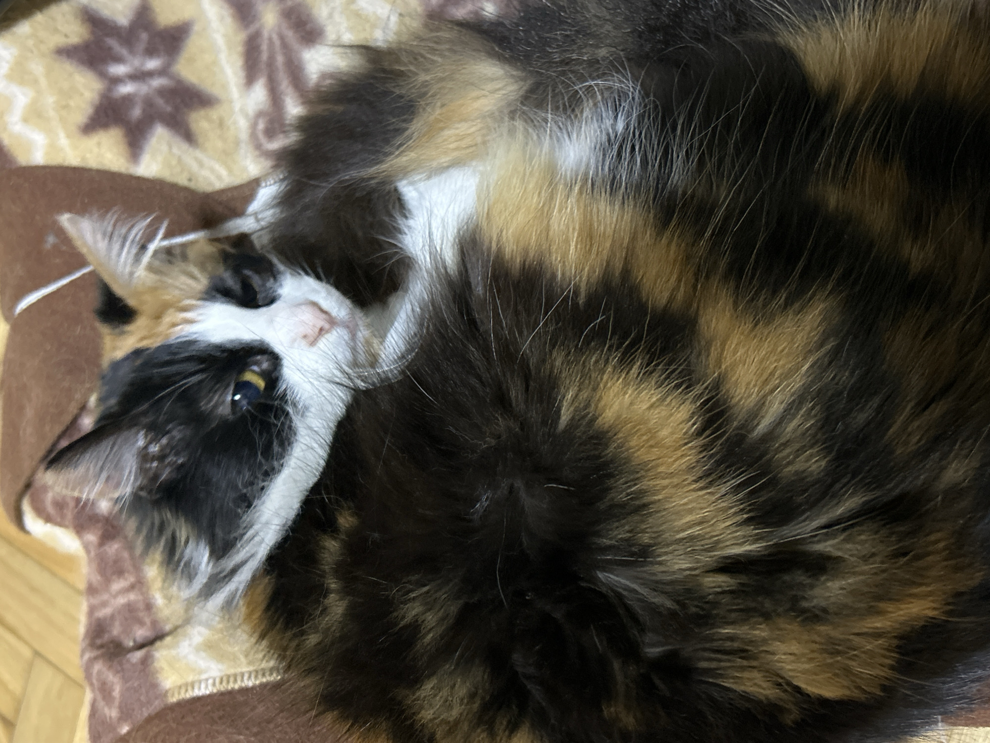 The image shows a close-up of a calico cat lying on a patterned blanket. The cat has distinct patches of black, white, and orange fur. Its eyes are partially closed, and its face is turned slightly to the right. The blanket is brown and yellow with a star-like pattern. The background is blurred, suggesting an indoor setting. There is no information in the image to suggest a location in Buenos Aires, Argentina.