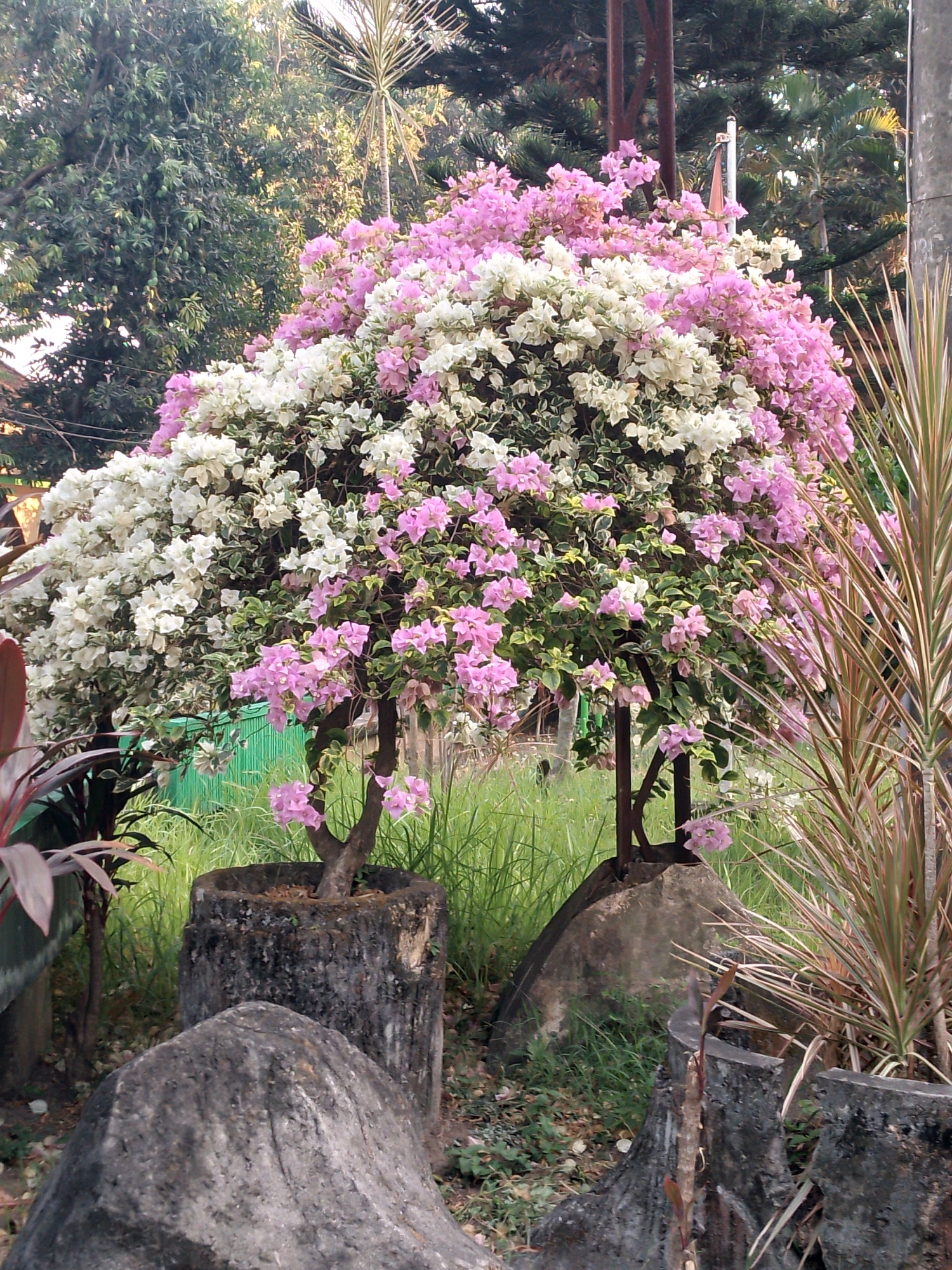 In Patianrowo, Indonesia, a vibrant bougainvillea plant with cascading pink and white flowers is the focal point of a garden scene. The plant is housed in a weathered, cylindrical planter that appears to be a hollowed-out tree trunk. In front of this planter, a large, rough-textured boulder sits in the foreground. To the right of the bougainvillea, a spiky, multi-colored plant adds a contrasting texture to the scene. The background is a lush green environment with trees and grass, suggesting a natural or park-like setting. The lighting indicates it is daytime, with sunlight filtering through the foliage. The scene is static, with no people or animals present.