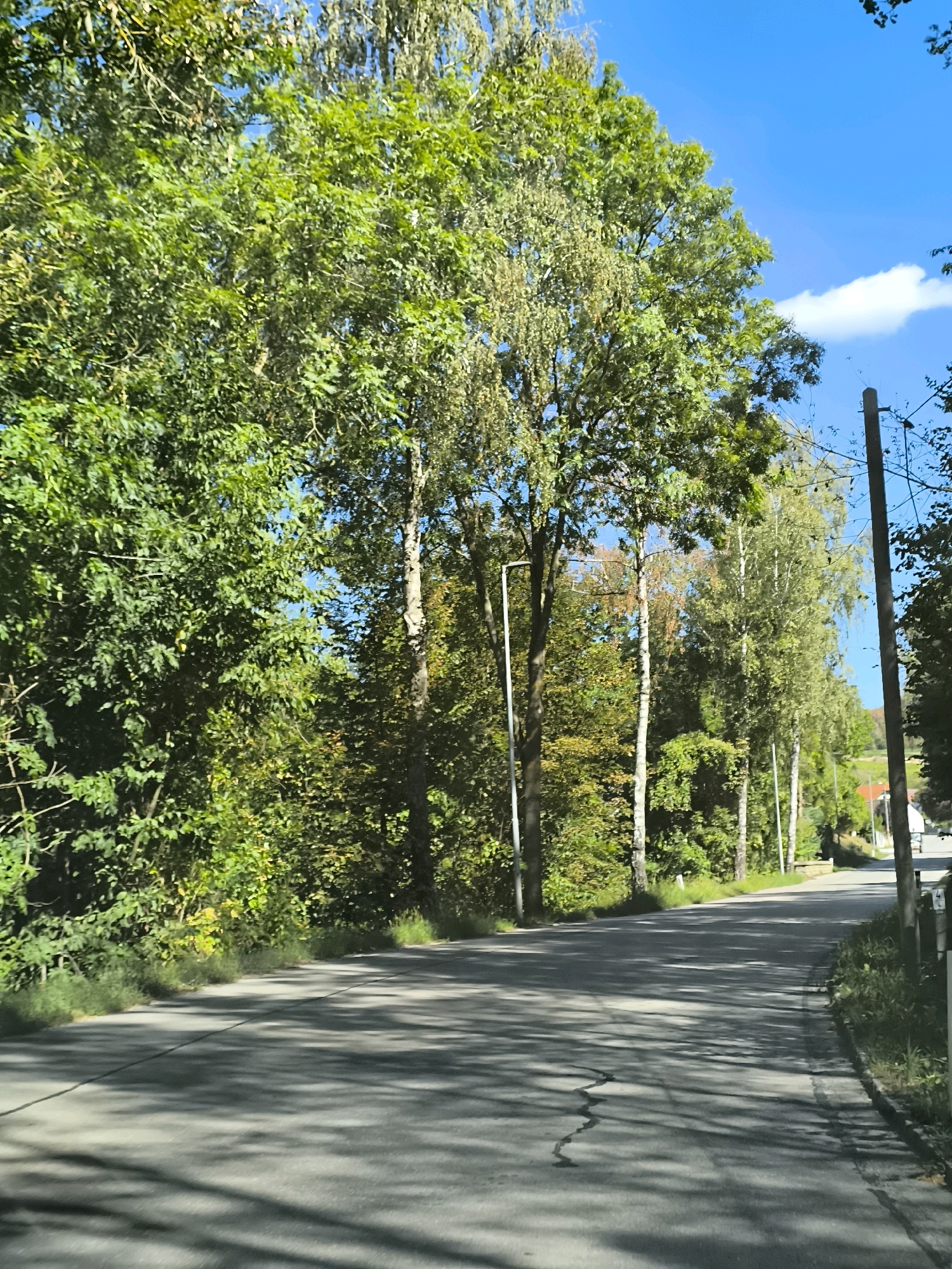 An asphalt road curves to the right, lined with lush green trees on both sides. The road is dappled with shadows from the overhead foliage. A clear blue sky with a single white cloud stretches above. On the right side of the road, a tall wooden pole stands, and in the distance, a building with a red roof is visible. The scene is serene and appears to be in a rural or suburban setting.