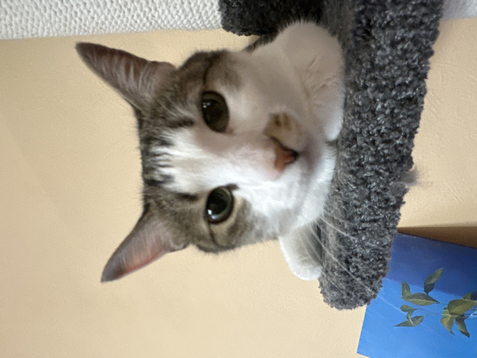 The image displays a domestic cat positioned centrally, facing directly towards the viewer. The cat exhibits a white and brown/grey tabby pattern, with a white muzzle, chest, and front paws, and brown/grey markings on its head and ears. A distinct small brown spot is visible on the right side of its upper lip/nose area. Its eyes are a greenish-yellow color, and its pupils are somewhat constricted. The cat is resting on a dark grey, shaggy, carpeted platform, with its front paws tucked beneath its body. This platform appears to be part of a larger cat tree structure. In the background, a plain, light beige wall is visible. To the left and below the cat's platform, a portion of a blue object with green leaf-like imagery, resembling a book cover or small print, is partially visible. To the right of the cat, a segment of a light-colored, vertically oriented, textured pole, consistent with a sisal-wrapped cat tree component, is present. The scene is an indoor environment. Visual evidence within the image does not contain identifiable landmarks or specific characteristics that confirm its location within Krasnoyarsk, Russia.
