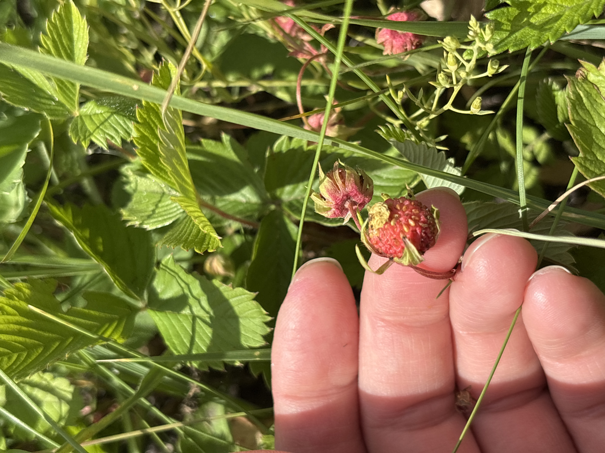 A person is holding a tiny wild strawberry between their fingers in a garden. The strawberry is red and ripe, with small seeds visible on its surface. The person's fingers are light-skinned and have short, clean fingernails. The background is filled with lush green leaves and grass, suggesting a natural, outdoor setting. Several other unripe strawberries and some small, delicate flowers are also visible amongst the foliage. The sunlight suggests it is daytime, and the clear sky implies fair weather. The scene is peaceful and captures a moment of enjoying nature's bounty. The location context is Alexandrovka, Russia. There is no visible text in the image.