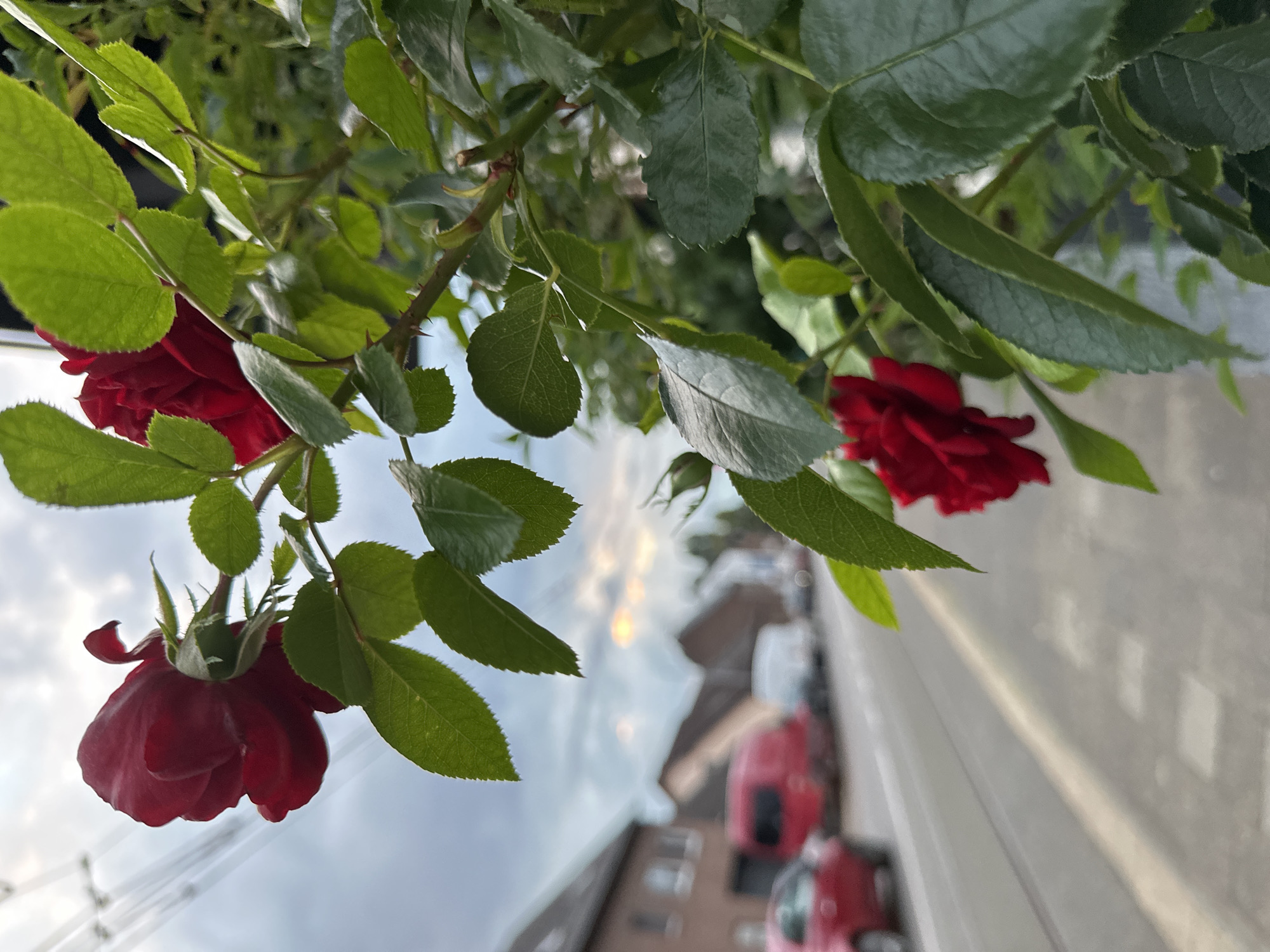 The image depicts a street scene in Krefeld, Germany, with a rose bush in the foreground. Red roses and green leaves are prominently featured, with a slightly blurred background of a street, houses, and vehicles. The sky is overcast with hints of sunlight breaking through the clouds. A red car is visible on the left side of the street, and red and white vans are further down the road. The overall impression is a natural element juxtaposed with an urban setting.
