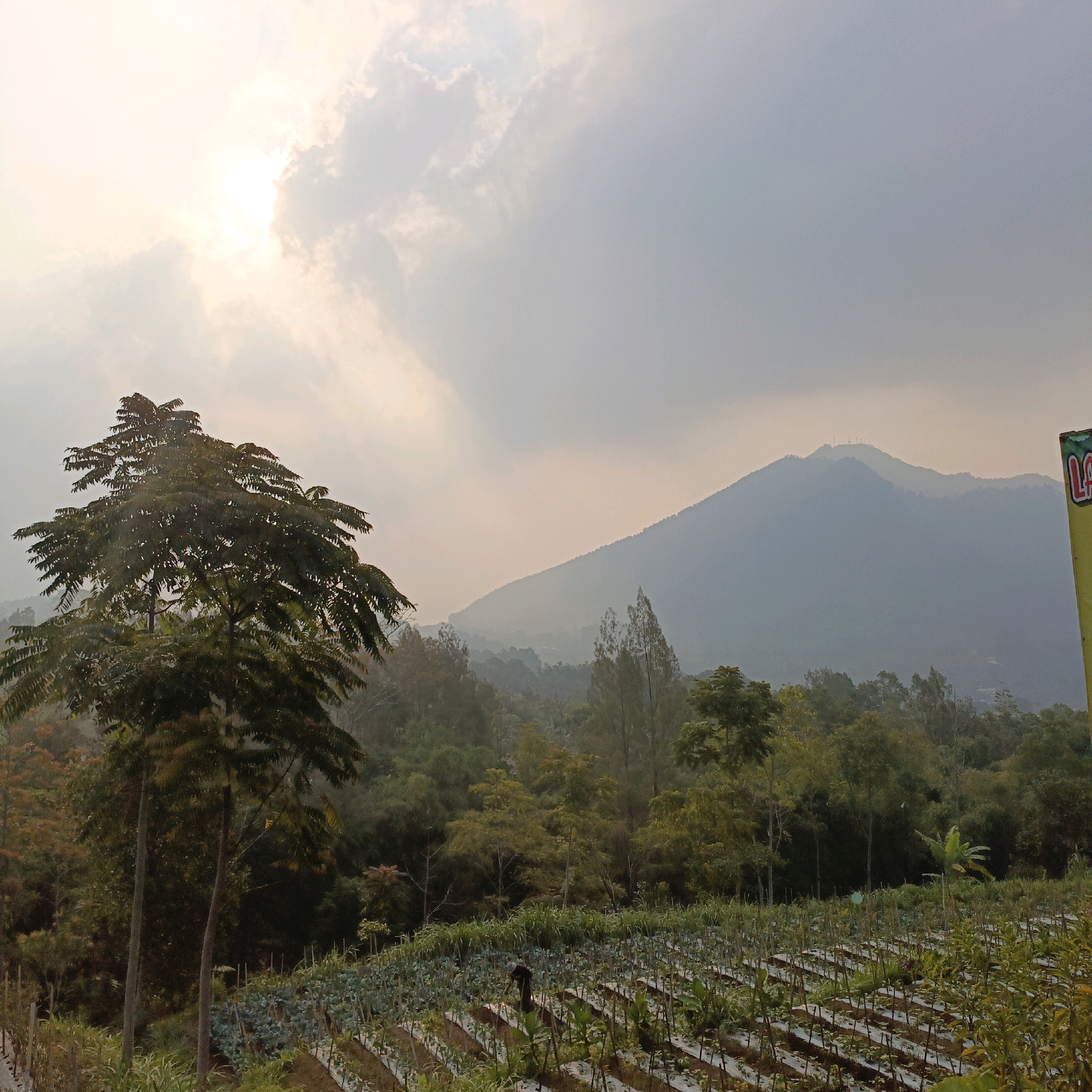 The image depicts a scenic landscape in Getasan, Indonesia, characterized by lush vegetation and a distant mountain range under a hazy sky. In the foreground, a neatly arranged agricultural field is visible, featuring rows of crops covered with plastic sheeting. Several plants, possibly vegetables or herbs, are growing in the cultivated beds. Two tall, slender trees stand prominently to the left of the field, their branches reaching towards the sky. A person, dressed in dark clothing, is partially visible working in the field, bent over among the plants.
The midground is dominated by a dense forest with a variety of trees, some with reddish-brown foliage, suggesting seasonal changes or different species. The trees are layered, creating a sense of depth and texture. In the background, a majestic mountain rises, its peak shrouded in mist or atmospheric haze. Two telecommunication towers are discernible on the mountain's summit, indicating human presence in the distance. The sky above is overcast, with the sun partially obscured by clouds, casting a soft, diffused light over the scene. A portion of a yellow sign with green and red lettering is visible on the far right edge of the frame, its text unreadable. The overall impression is one of a tranquil rural environment with agricultural activity taking place amidst natural beauty.