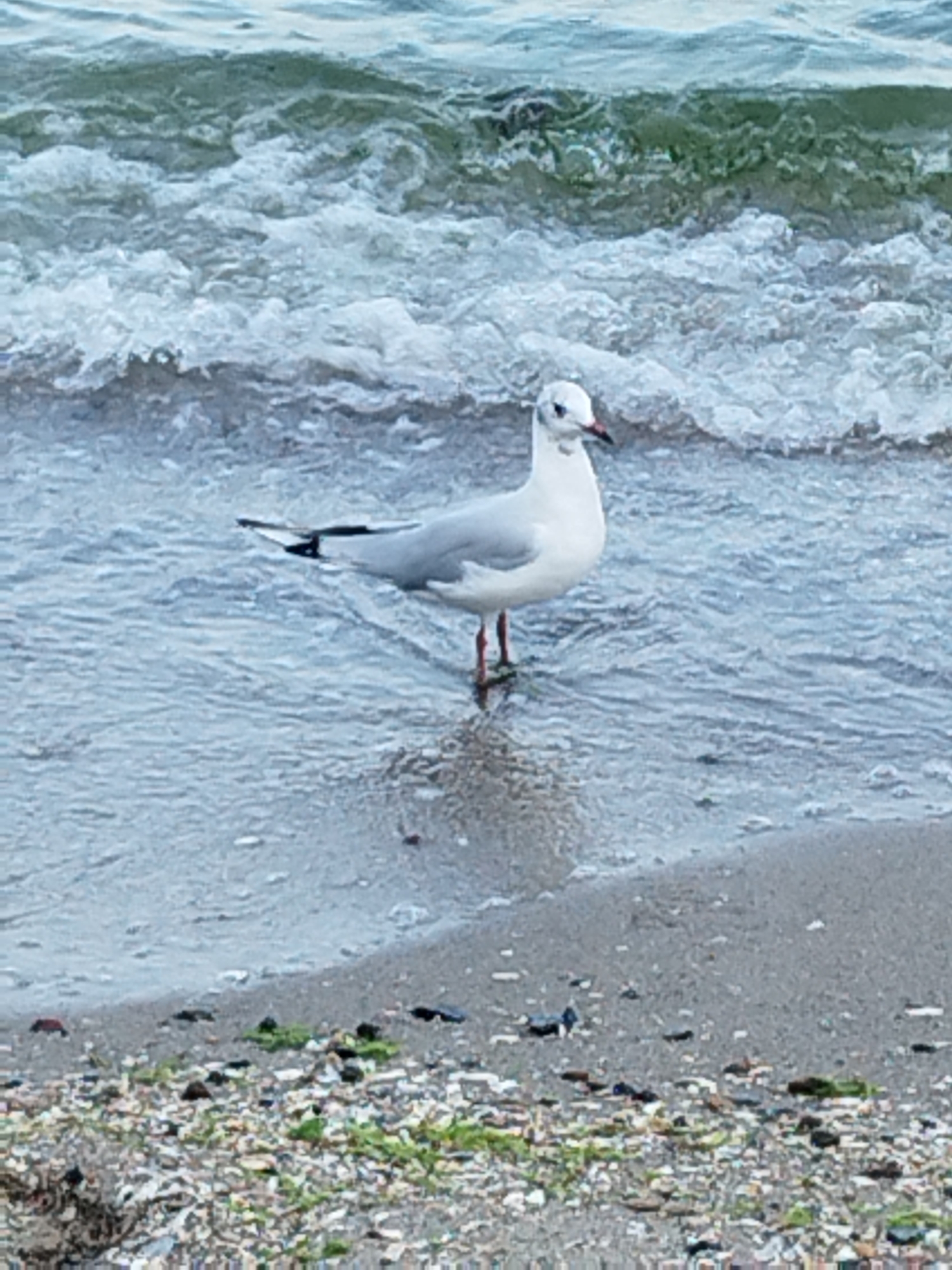 A lone seagull stands in shallow water on a beach in Odesa, Ukraine. The bird is facing left, with its head tilted slightly. Its white body contrasts with its grey wings and red legs. The water is a murky green, with small waves lapping at the shore. The beach is covered in pebbles and seaweed. The image appears to be taken on a cloudy day.