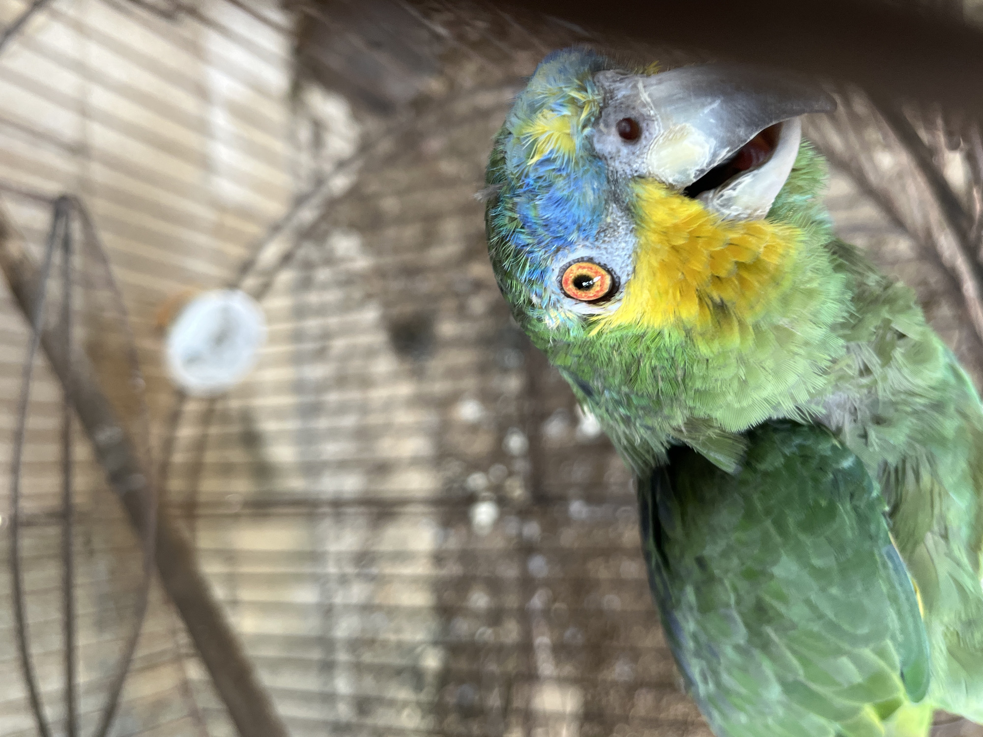 A green and blue parrot is looking up with its mouth open, possibly squawking. The parrot is in a cage, and the interior of the cage is out of focus in the background. The image may have been taken in the city of Tinaquillo, Venezuela, though there is no definitive evidence of this in the image itself.