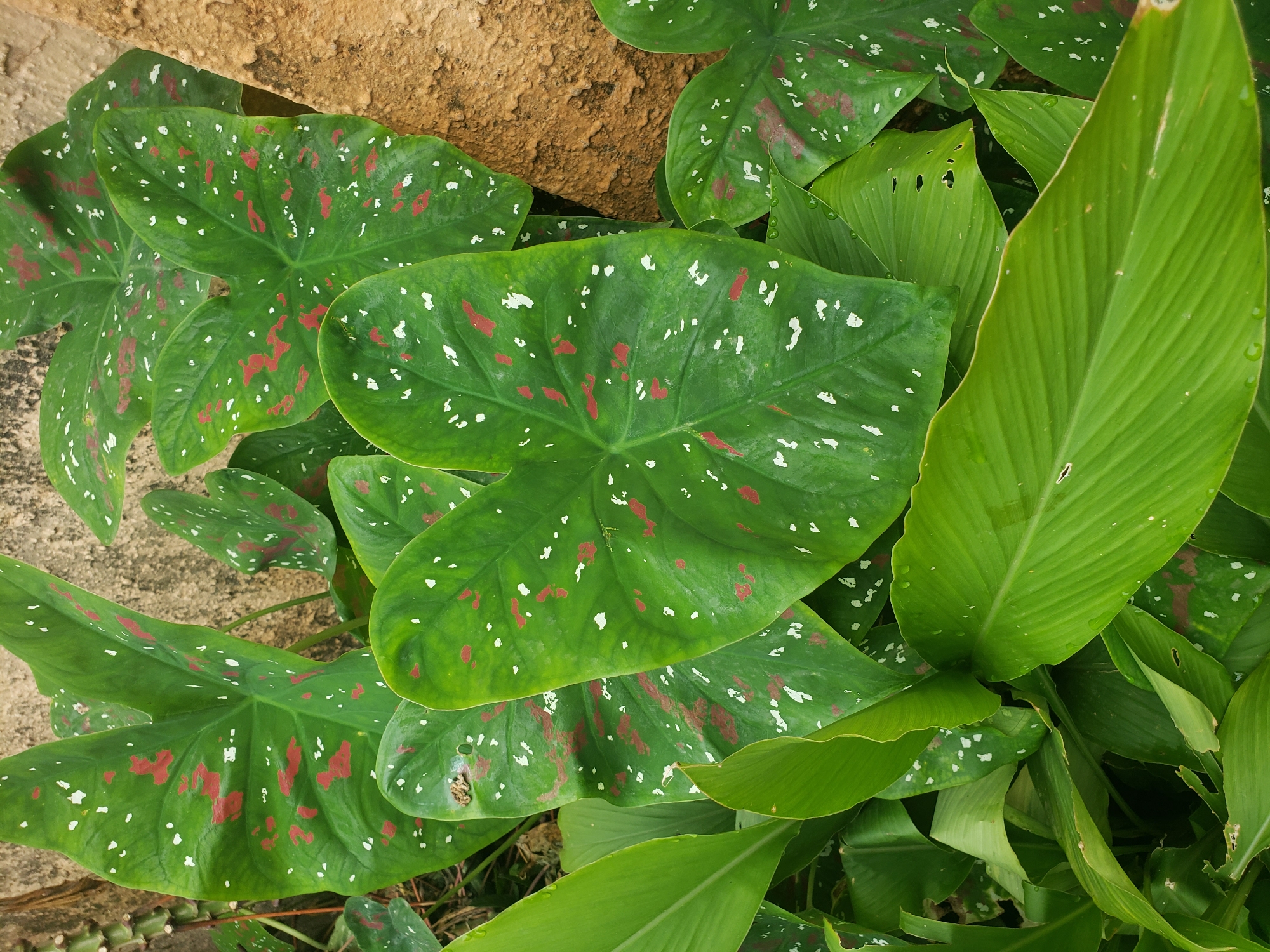 In Narayi, Nigeria, a close-up shot captures a cluster of large, heart-shaped leaves with vibrant green coloration and distinctive red and white speckled patterns. These striking leaves are juxtaposed against a textured, light brown wall that appears to be made of rough concrete or stucco. The leaves are slightly wet, suggesting recent rainfall or watering, with small water droplets visible on their surfaces. Below the speckled leaves, a layer of broader, plain green leaves creates a contrasting visual texture. The overall scene is one of lush, tropical foliage in an outdoor urban environment.