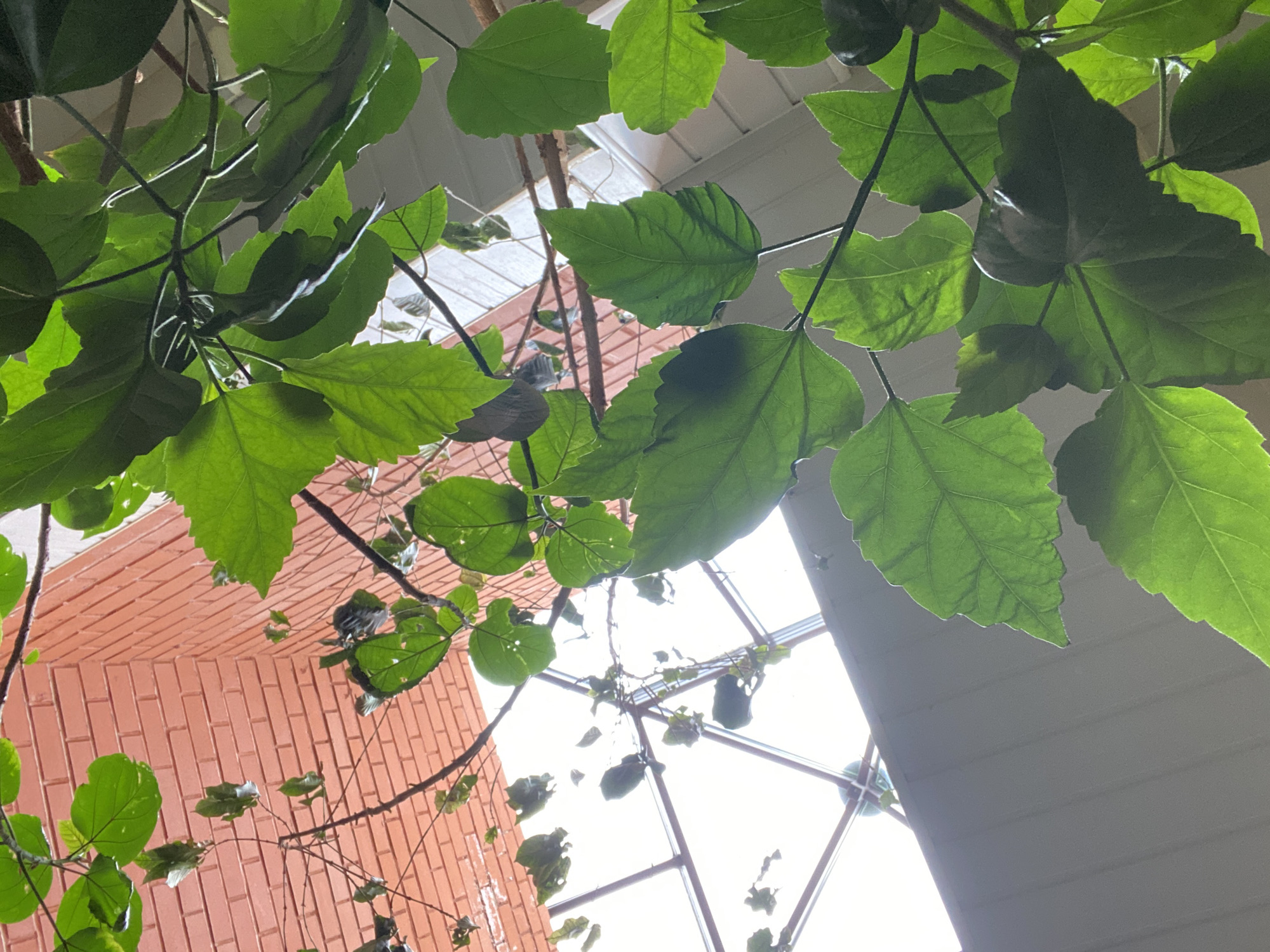The image, captured from a low angle, looks upwards through a dense canopy of vibrant green leaves and branches. Bright daylight illuminates the foliage from above, revealing the intricate vein patterns on the translucent leaves. The plant's branches crisscross the frame, with larger leaves dominating the foreground and upper portions.
In the background, architectural features are visible. To the left, an interior reddish-brown brick wall with horizontal mortar lines fills a significant portion of the frame. To the right and center, a large skylight or window featuring a grid-like framework is a prominent light source, casting bright white light into the space and suggesting it is daytime. A section of a white ceiling or structural beam is also visible on the upper right.
The scene depicts a static, lush indoor environment, possibly a conservatory, atrium, or large hall. There are no people or specific activities taking place. No text is visible within the image. This indoor setting is located in Yekaterinburg, Russia.