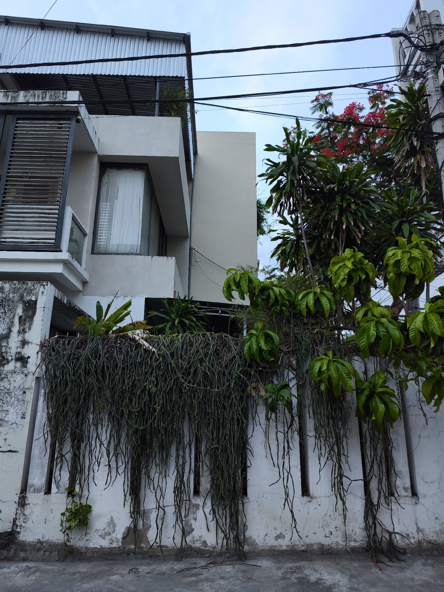The image shows a view of a building and its surroundings in Bac Nha Trang Ward, Vietnam. The building features a corrugated metal roof over a portion of it, and a white facade with a large window covered by sheer curtains. Adjacent to the building, a white wall is covered with dense, trailing green vines. Several other plants with large green leaves are growing in front of and on top of the wall. A utility pole with numerous black electrical wires runs along the right side of the frame, obscuring parts of the sky. The overall scene depicts an urban setting with a mix of modern architecture and abundant vegetation.