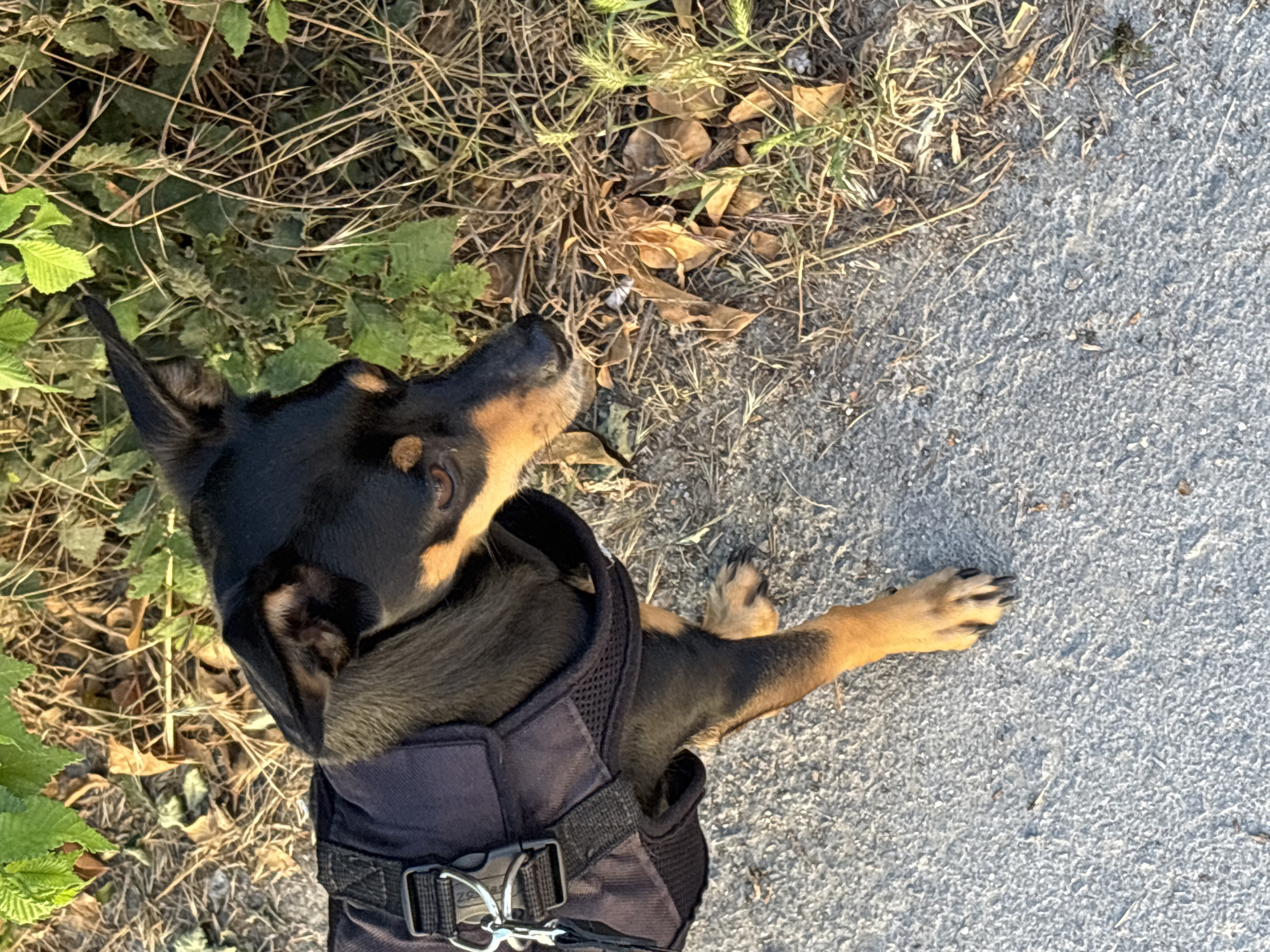 A black and tan dog, wearing a dark harness with a metal buckle and strap, stands on a grey paved surface. The dog is facing right, with its head tilted upwards and to the right. Its fur is short and smooth, with tan markings on its face and legs. Behind the dog, there is an area of dry grass, fallen leaves, and some green foliage. The lighting suggests it is daytime, possibly late afternoon due to the warm tones and shadows. The scene appears to be outdoors, possibly a park or a roadside area. Without additional context or landmarks, the specific location within Varna, Bulgaria, cannot be determined from the image alone.