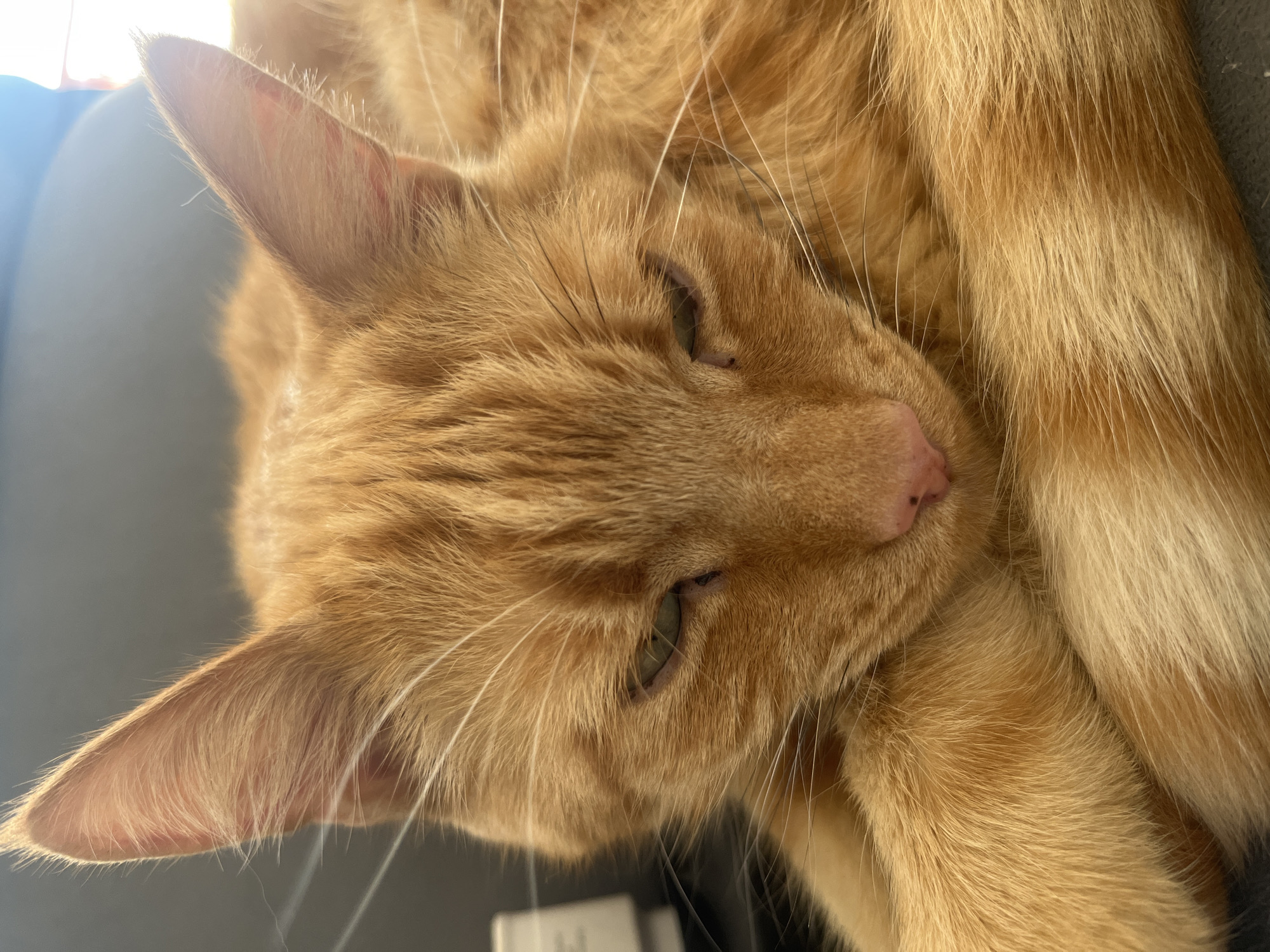 The image is a close-up, eye-level shot of an orange tabby cat with its eyes partially closed. The cat is resting, with its front paws crossed. The background is dark and out of focus, suggesting the cat is indoors on a piece of furniture. The lighting is bright, with sunlight illuminating the cat's fur and ears. No specific location in Zabrze, Poland, can be identified from the image.