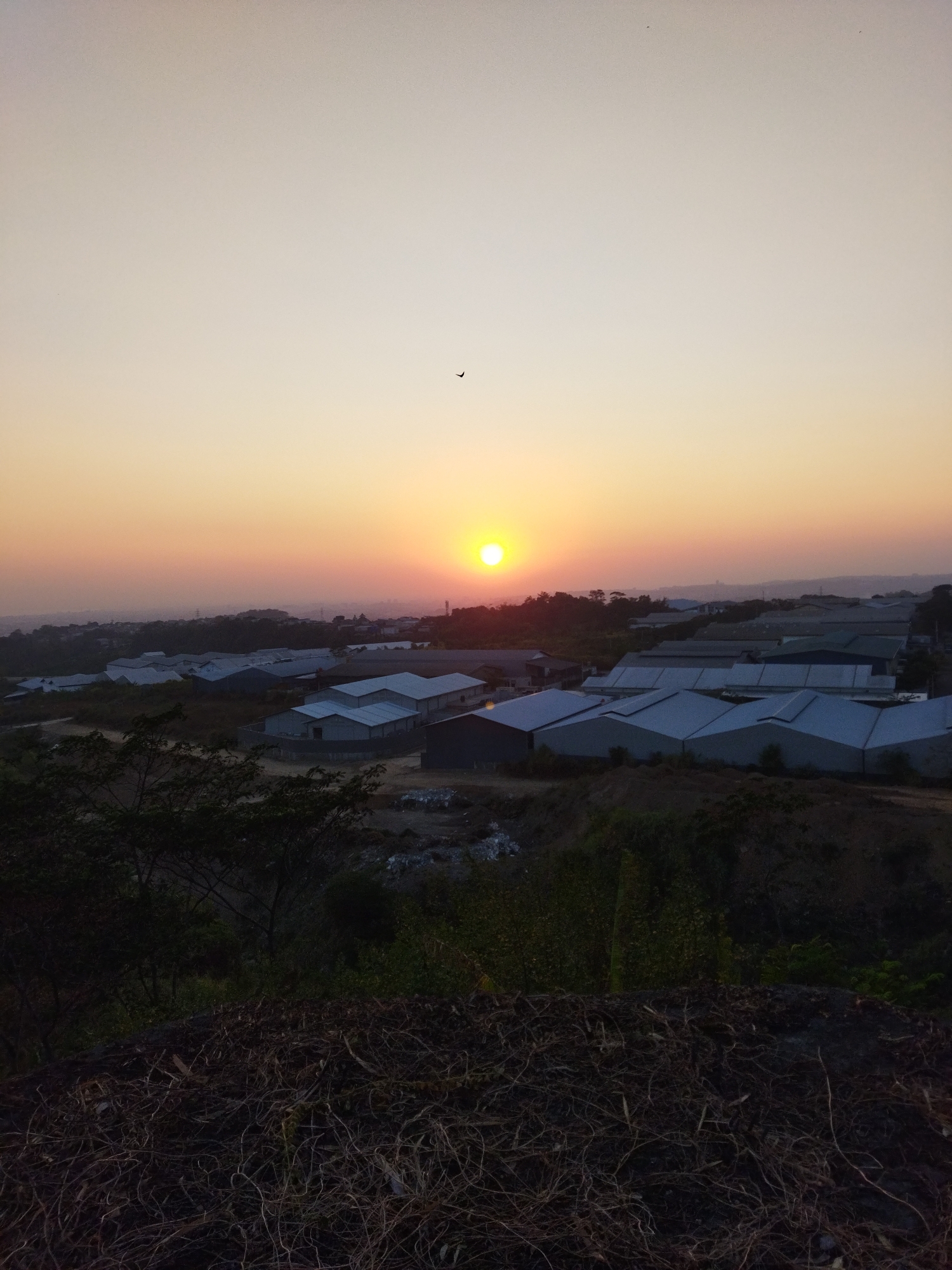 This image captures a wide-angle view of an industrial area during sunset, located in Semarang, Indonesia. The sun, a bright orange orb, is low on the horizon, casting a warm glow across the sky which transitions from pale yellow near the sun to a muted grey at the top of the frame. A single bird is visible in the upper portion of the sky.
In the mid-ground, a collection of industrial buildings with prominent gray, sloped roofs dominates the landscape. These structures are arranged in rows and appear to be warehouses or factories. They are surrounded by sparse vegetation, with some trees visible in the foreground and scattered throughout the industrial complex. The terrain appears to be slightly hilly.
The foreground is occupied by a dark, textured mound of dried vegetation and soil, suggesting it is a natural embankment or a pile of debris. The overall scene conveys a sense of industrial activity bathed in the soft light of dusk. There are no people visible in the image.