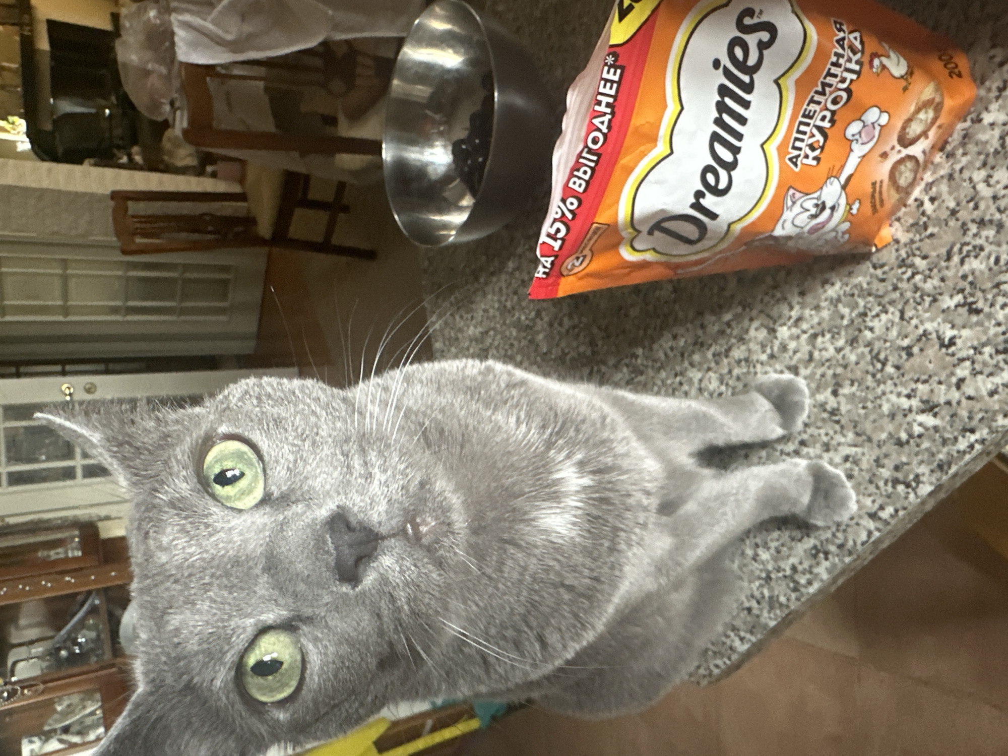 A grey cat sits on a speckled countertop in what appears to be a home. In front of the cat is a bag of "Dreamies" cat treats. To the right of the bag is a metal bowl containing dark food. In the background, there are chairs, doors, and what looks like a cabinet. The lighting suggests it is indoors.