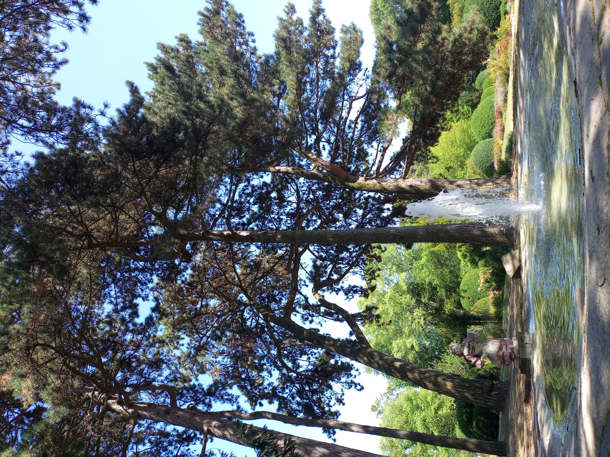 This is a medium shot, eye-level photograph of a park scene in Dortmund, Germany, likely during daytime under clear skies. In the foreground, a shallow, circular fountain with murky green water is active, with a single jet of white water spraying upwards in the center. The fountain's concrete basin is partially visible, showing signs of wear. To the left of the fountain, a weathered, faded statue of a young woman in a ruffled dress, holding a basket of flowers, stands on a rectangular stone pedestal. In the background, tall pine trees dominate the upper portion of the frame, their branches casting shadows. Beyond the trees and fountain, a manicured garden area features a variety of neatly trimmed bushes, a flowerbed with colorful blooms, and a backdrop of lush green trees. Sunlight filters through the pine needles, creating dappled light and shadow patterns. The overall impression is one of a peaceful, established park setting.