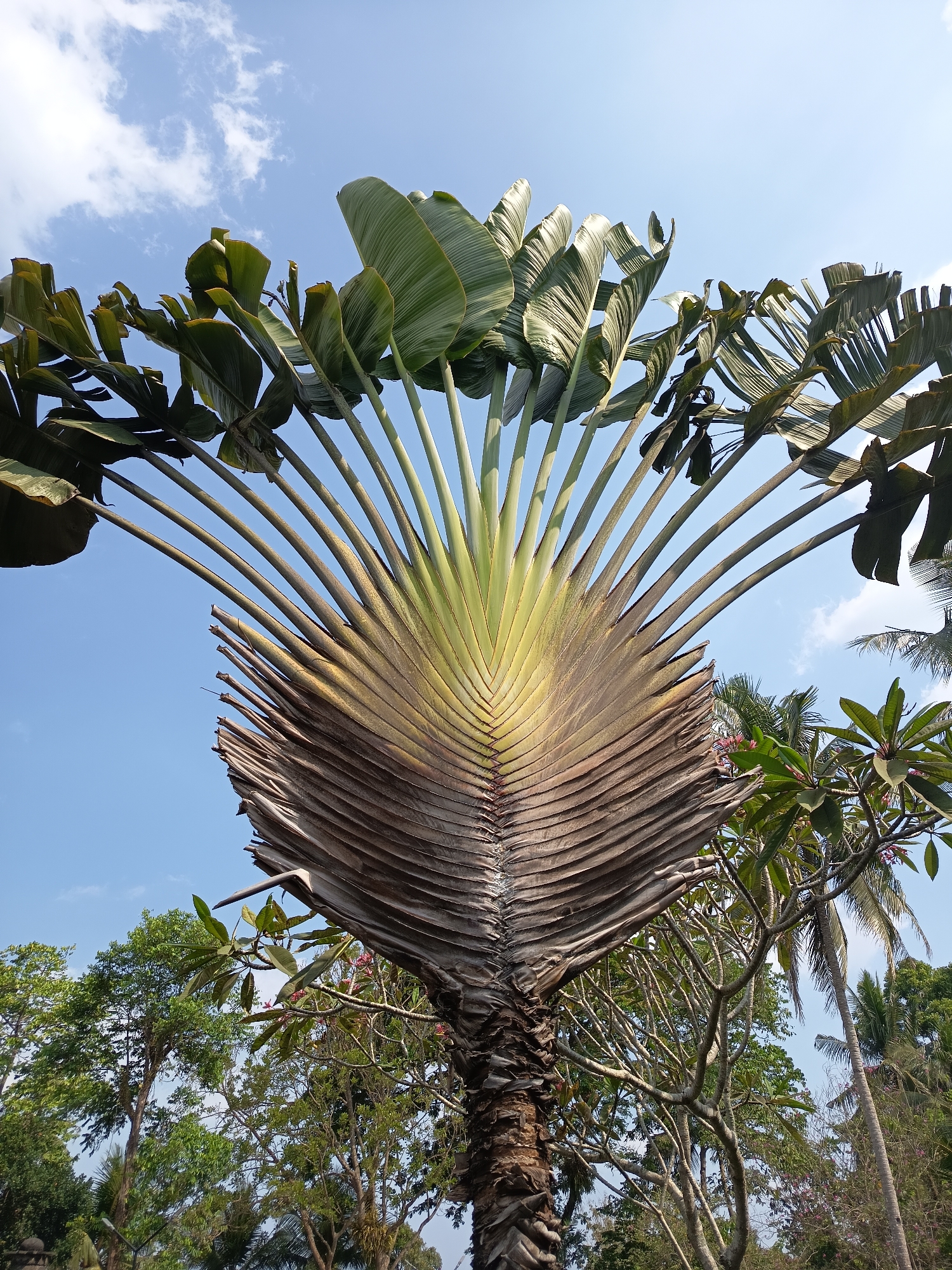 An eye-level, medium shot captures the unique fan-like structure of a Traveler's Palm tree against a bright blue sky with scattered white clouds. The palm's massive, fibrous trunk is visible at the bottom, leading up to the broad, paddle-shaped leaves that spread outwards like spokes on a wheel. The leaves are a vibrant green towards the top, transitioning to a dry, brown, and weathered texture towards the base of the fan. The image appears to have been taken in a tropical or subtropical environment, possibly a park or botanical garden, as other lush green trees and foliage are visible in the background, hinting at a location like Ngaglik, Indonesia, known for its tropical flora. There are no people or animals present in the frame, emphasizing the natural beauty of the plant. The lighting suggests it is daytime, with the sun casting subtle shadows on the leaves.