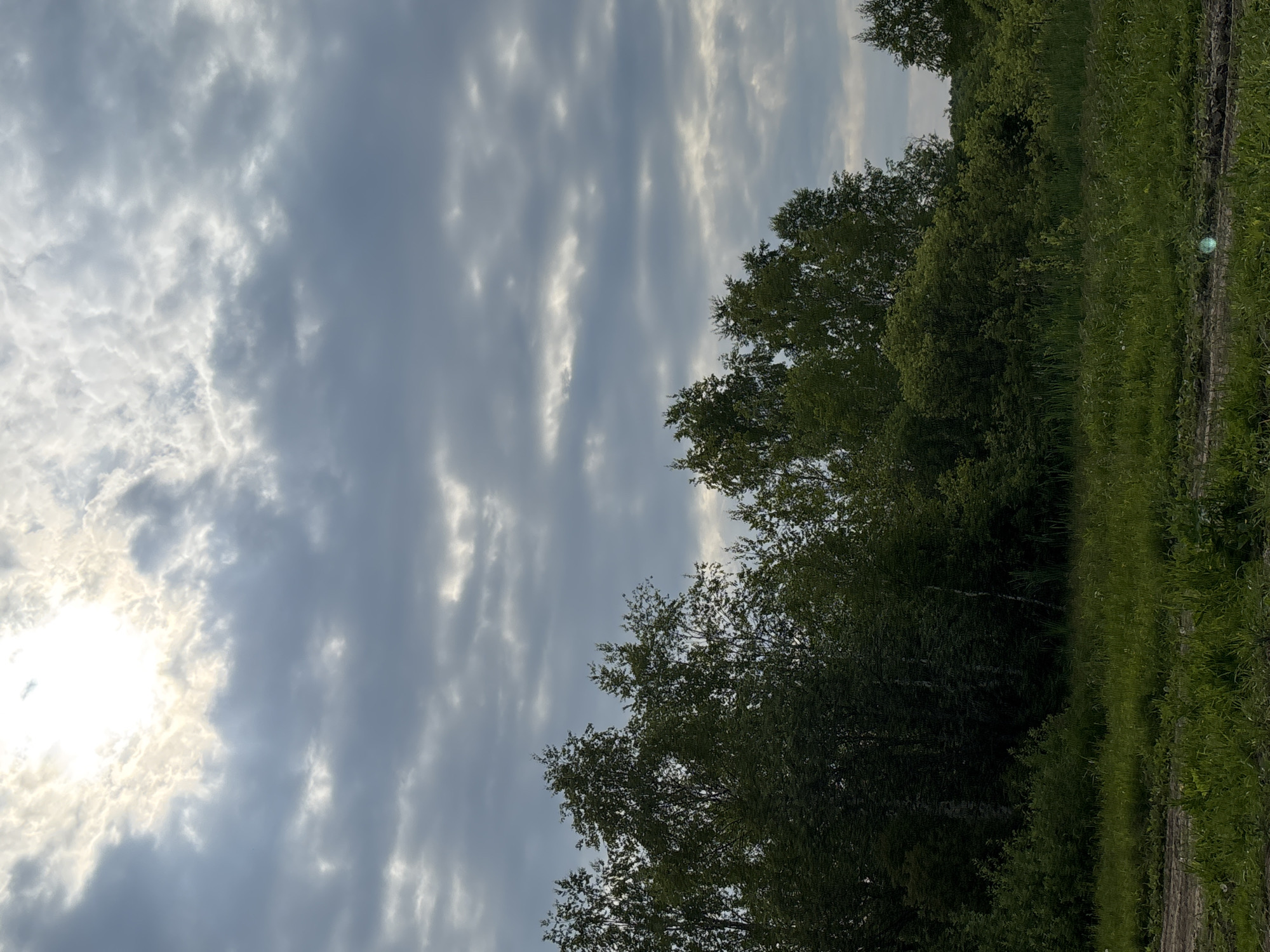 The image captures a landscape view of a wooded area and a cloudy sky, possibly in Semenkovo, Russia. In the foreground, a patch of tall green grass and dirt is visible, with tire tracks suggesting recent vehicle activity. Beyond the grass, a dense line of trees forms a natural barrier, with varying shades of green indicating different types of foliage. The sky above is filled with a mixture of grey and white clouds, with bright sunlight filtering through in some areas, creating a diffused illumination across the scene. There are no people or animals present in the image.