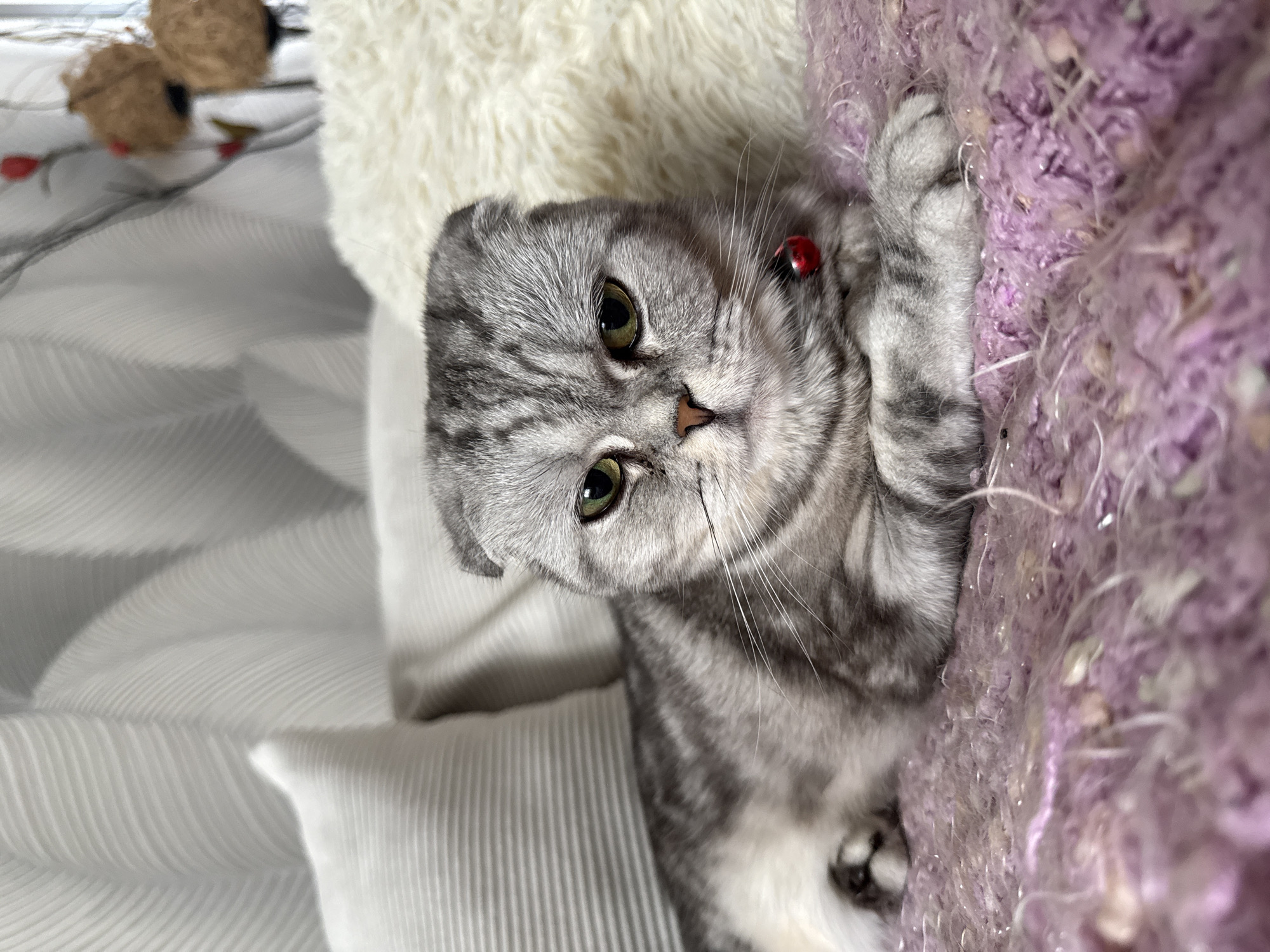 An indoor scene features a grey tabby Scottish Fold cat, partially visible and oriented diagonally across the frame. The cat's head is prominent, with large, luminous green eyes gazing directly towards the viewer. It wears a small red bell or charm on its neck. Its short, folded ears are characteristic of the breed.
The cat's front paws are gently resting on a textured, plush purple surface or blanket, which occupies the right side of the image. To the left of the cat, a soft, white fluffy blanket or rug is visible. Further to the left and extending into the foreground, there is a white pleated or ribbed fabric, possibly a cushion or bedding. In the blurred background, towards the upper left, decorative elements can be seen: two spherical, brown, textured objects (possibly made of natural fibers) and small red berry-like accents on thin stems.
The lighting is soft and ambient, suggesting an indoor setting. The cat's expression appears curious and attentive. There is no visible text in the image.