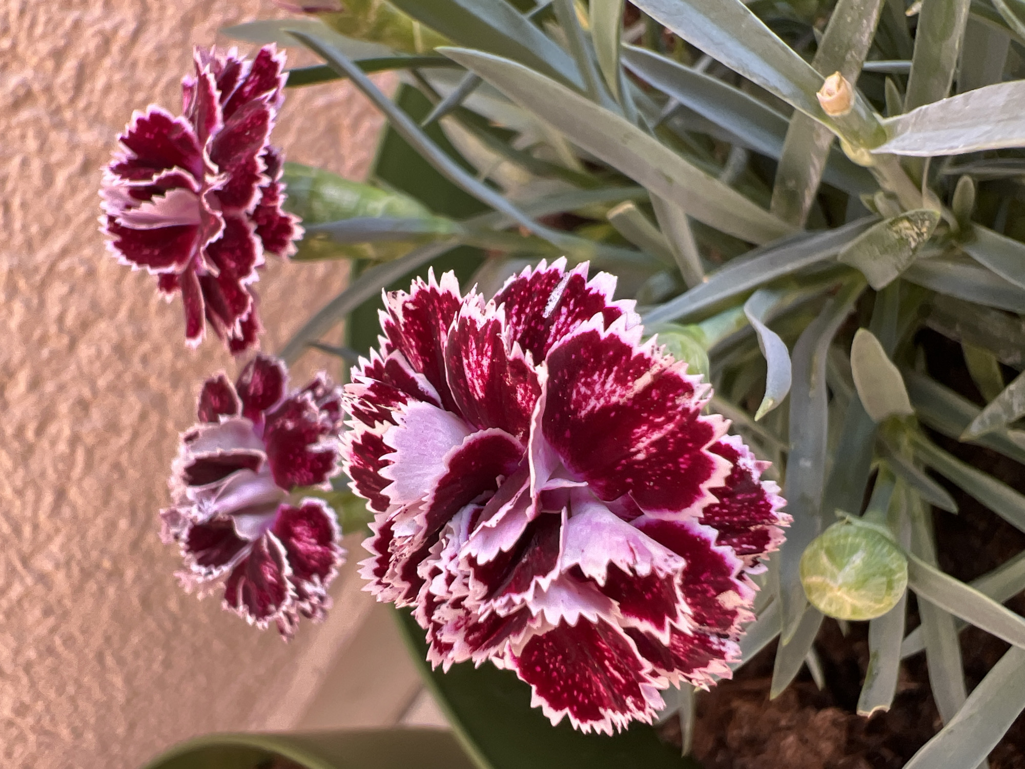 Three vibrant dianthus flowers with fringed, bicolor petals of deep red and white are in bloom. The flowers are arranged in a planter, with long, slender green leaves surrounding them. A green bud is visible at the bottom left of the image, and another stalk is visible to the right, suggesting the plant is actively growing. The background is a textured, peach-colored wall. The scene is likely a garden or balcony in Ümraniye, Turkey, given the provided location context.
