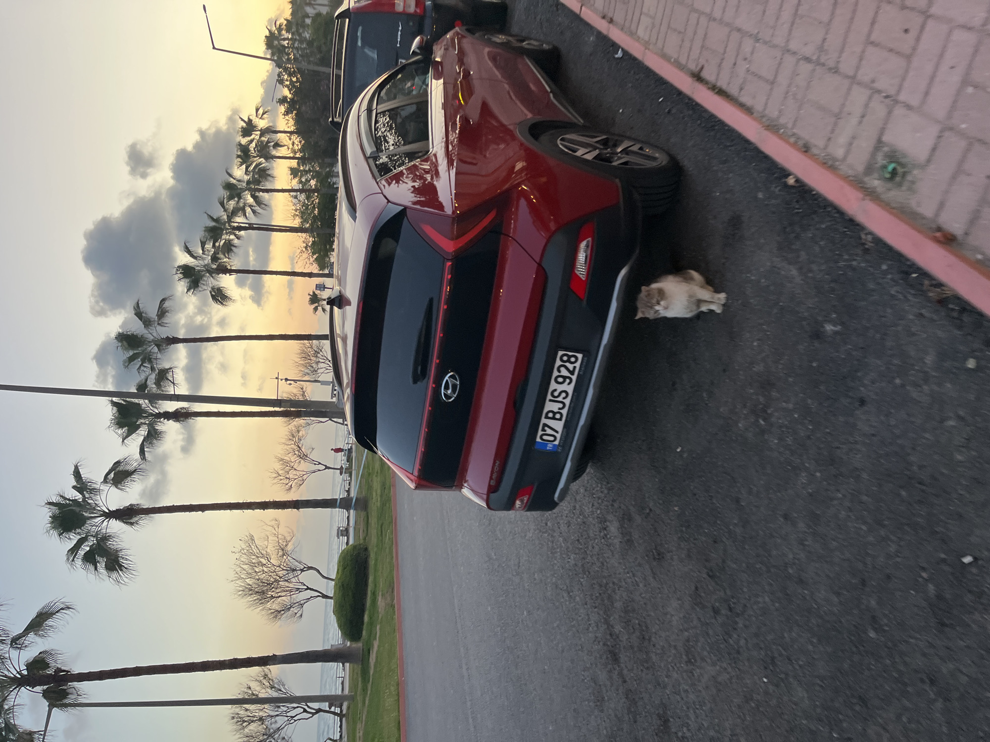 The image depicts a red Hyundai Bayon parked along a street in what appears to be Alanya, Turkey, given the palm trees and coastal view in the background. The license plate of the car reads "07 BJS 928". A light-colored cat is lying on the pavement near the rear of the vehicle. The street is paved with asphalt and bordered by a brick-lined curb. The backdrop includes a sunset sky with palm trees lining the coastline.