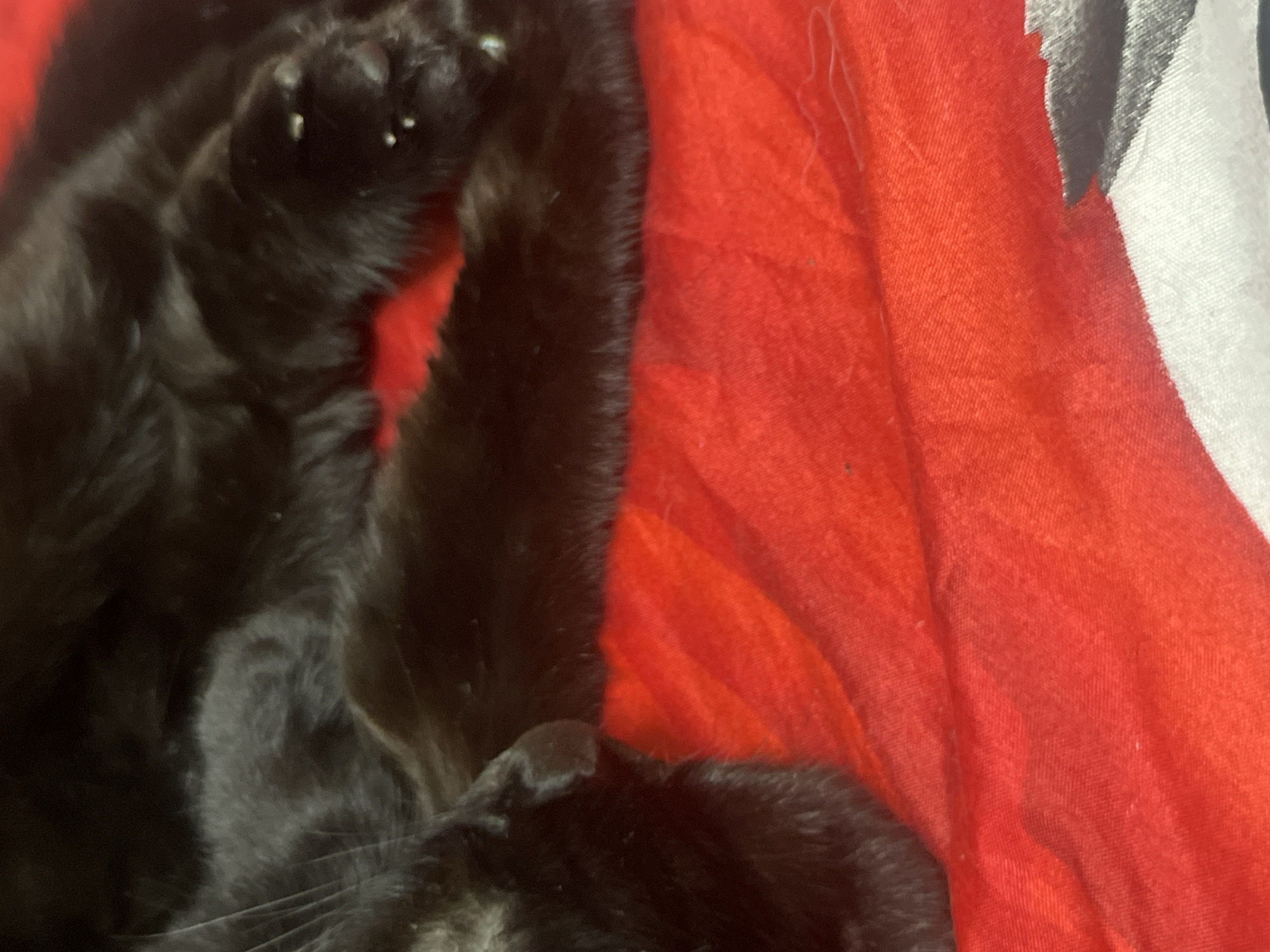 A close-up, high-angle shot shows a black cat resting on a red surface, which appears to be fabric. The cat's paws and part of its body are visible, with its fur appearing dark and fluffy. The red surface is textured and has some wrinkles, suggesting it could be a blanket or clothing. The lighting is dim, casting shadows and highlighting the cat's fur. There are no people or text visible in the image. The scene is domestic, implying the cat is in a home environment. Given the location context of Tikhoretsk, Russia, it's likely a household setting. The overall mood is relaxed and peaceful, with the cat appearing comfortable and at ease.