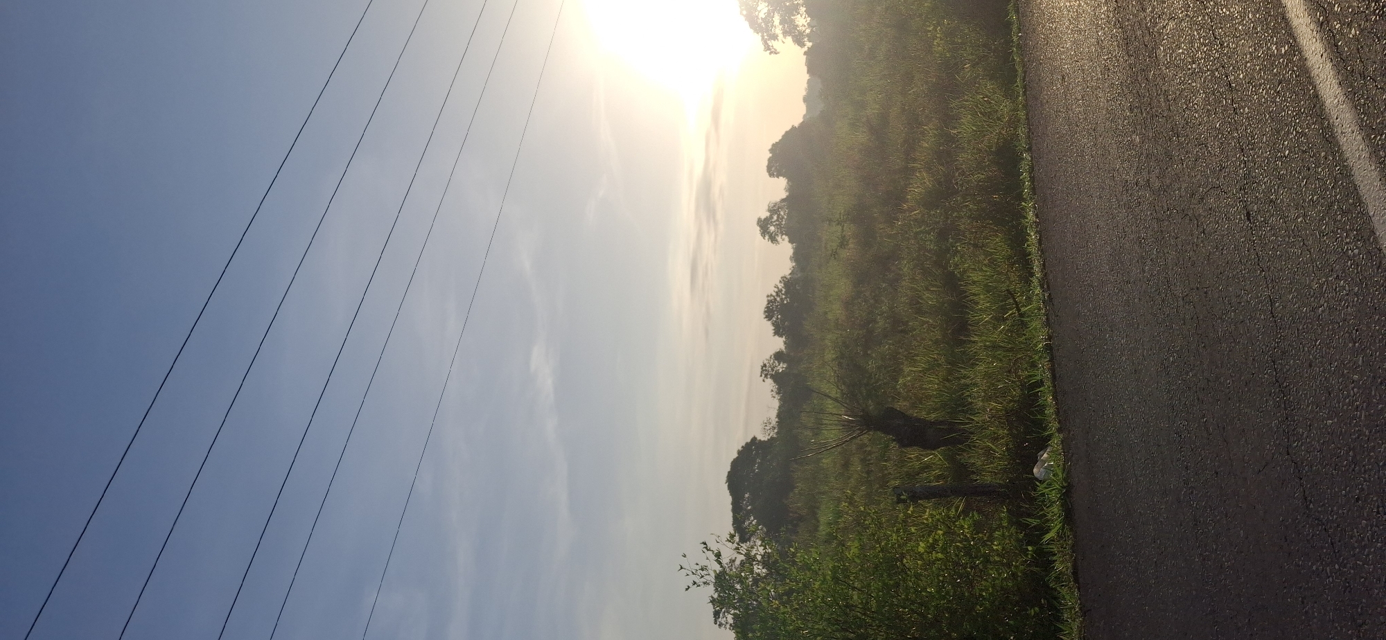 This image depicts a tranquil, rural landscape, likely at sunrise or sunset, with a prominent sun casting a bright, hazy glow over the scene. The setting appears to be along a road in Vallecito, Venezuela.
The left side of the frame is dominated by a clear to hazy blue sky, diagonally traversed by five dark power lines. The sky transitions from a deeper blue in the upper left to a bright, almost white and yellow, near the sun's intense glare, which is positioned high on the right side of the sky. Wispy clouds are faintly visible in the brighter, hazy areas.
The middle ground features an expansive field of dense green grass and various trees. The foliage appears lush, and some distant trees are softened by the atmospheric haze. A distinct, gnarled tree stump or dead tree trunk stands out in the mid-ground, surrounded by verdant undergrowth.
To the right, a dark, asphalt road or paved path runs vertically, its surface appearing damp and showing minor cracks. A faint white line is visible along the far right edge of the road. Lush green grass and small plants line the immediate edge of the road, and a small, light-colored object, possibly a discarded plastic bag, is visible near the bottom right corner of the road's edge.
The overall atmosphere suggests a peaceful moment during a golden hour, with soft, diffused light and a serene natural setting, juxtaposed with elements of human infrastructure. There are no people or explicit activities depicted, and no visible text in the image.