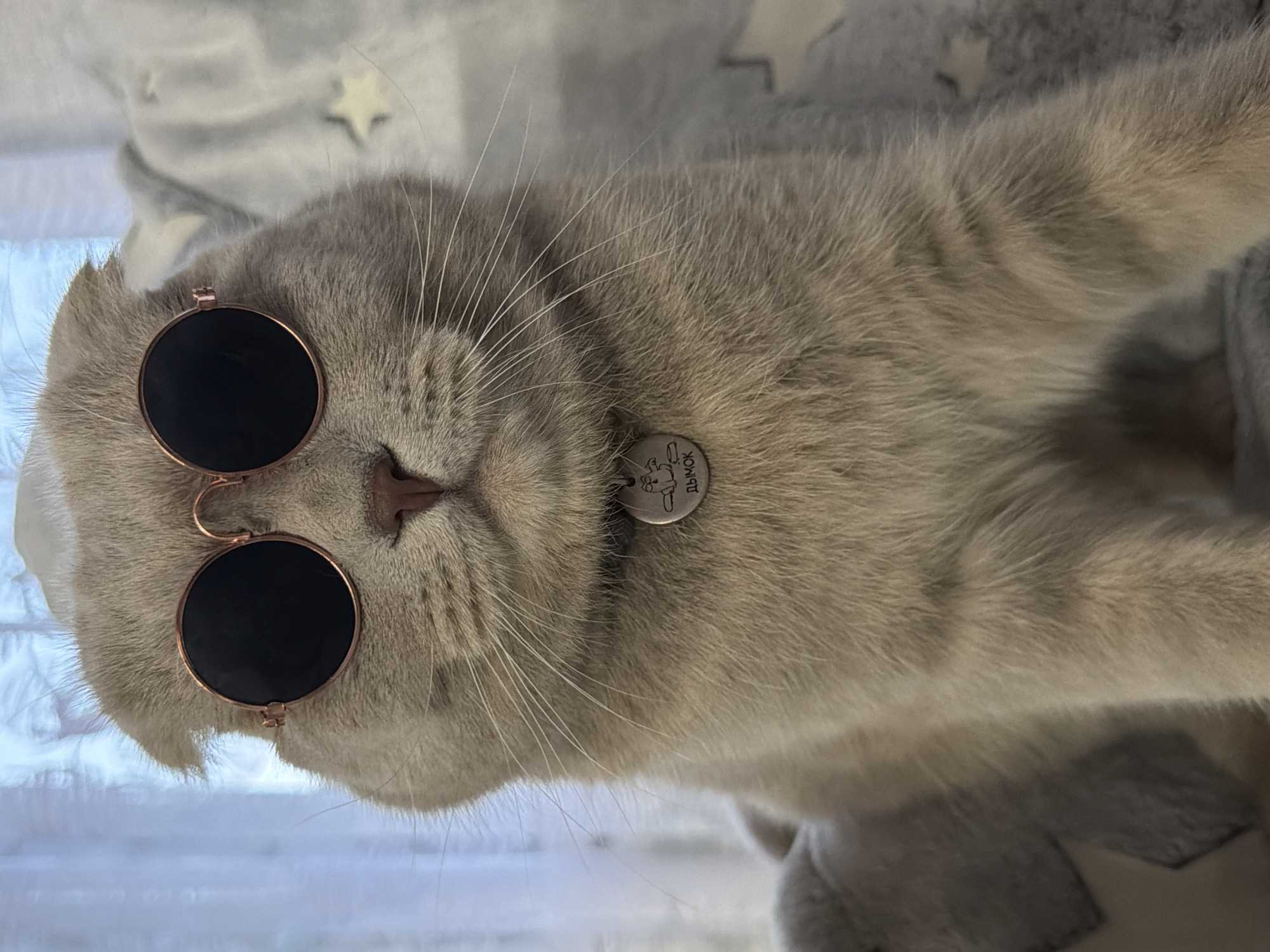 A medium shot depicts a light-grey Scottish Fold cat wearing round, dark sunglasses. A silver identification tag is visible on the cat's collar. The background consists of a patterned light-grey and white fabric. The location, Chaikovsky, Russia, is not evident from the image.