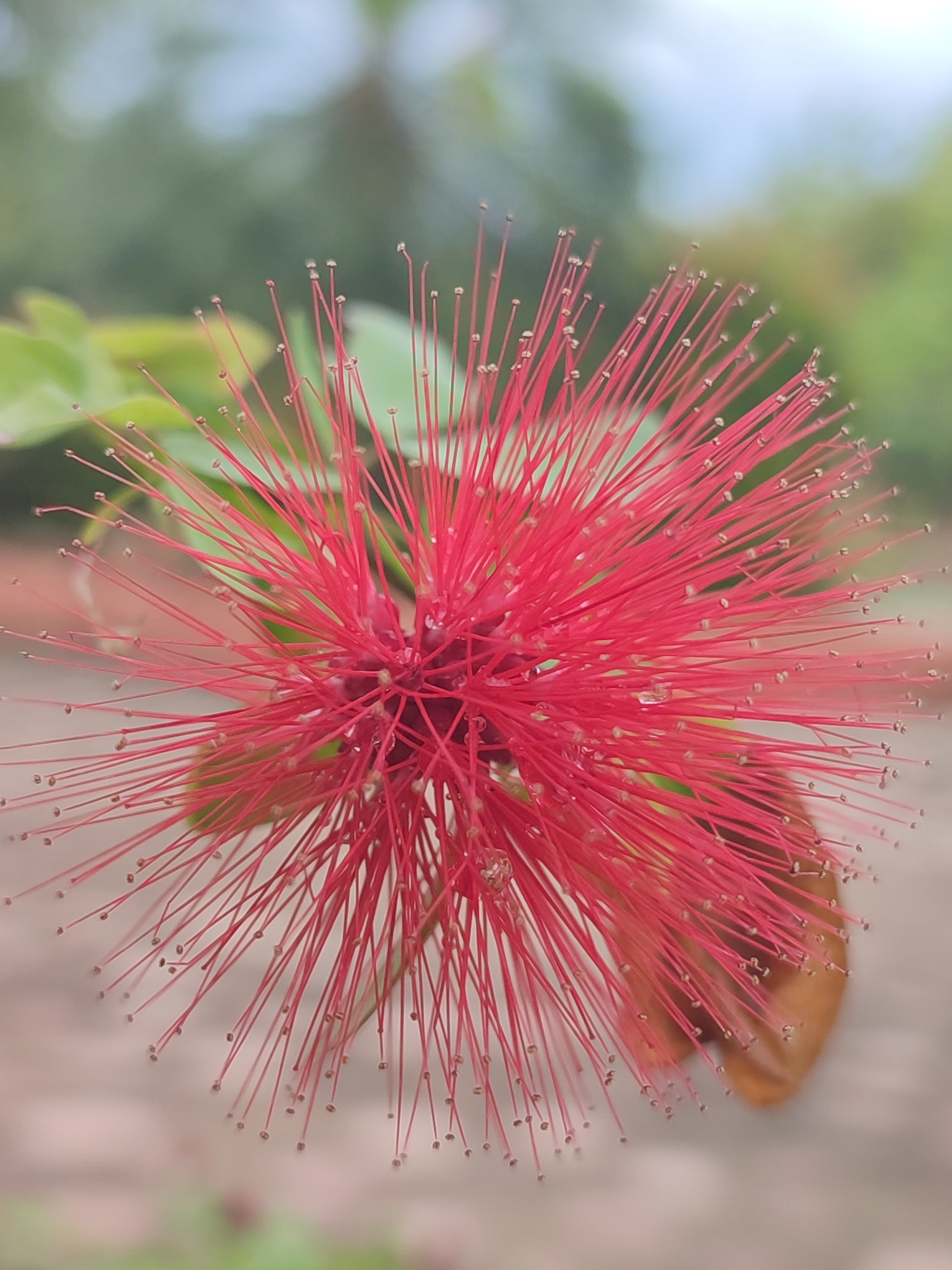 A close-up, low-angle shot features a vibrant pink, spherical flower with numerous long, thin stamens extending outwards. The flower's center is a deep red, and small water droplets are visible on some of the stamens. The background is blurred, showing green foliage and a hint of a pale sky. The ground beneath is a neutral, earthy tone. The image appears to be an outdoor natural setting, possibly a garden or park. No people or specific urban features are discernible in the image, making it impossible to determine if it is located in Blangriek, Indonesia.