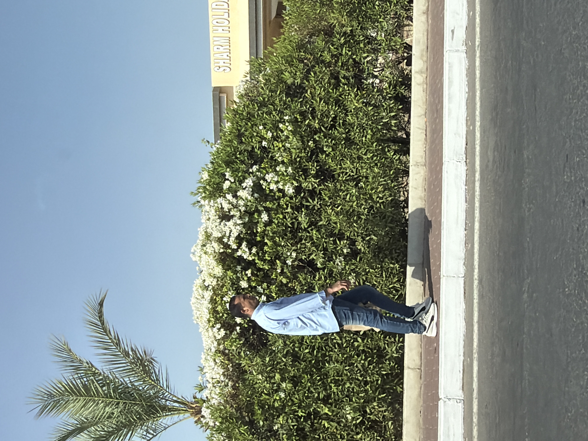 A man in a light blue button-down shirt and jeans walks on a sidewalk in front of a lush green hedge with white flowers. Behind the hedge, a building with a yellow sign that reads "SHARM HOLIDAYS" is visible. A palm tree stands to the left of the frame, reaching into a clear blue sky. The man is walking from left to right, facing away from the camera. The scene appears to be in Sharm El Sheikh, Egypt.