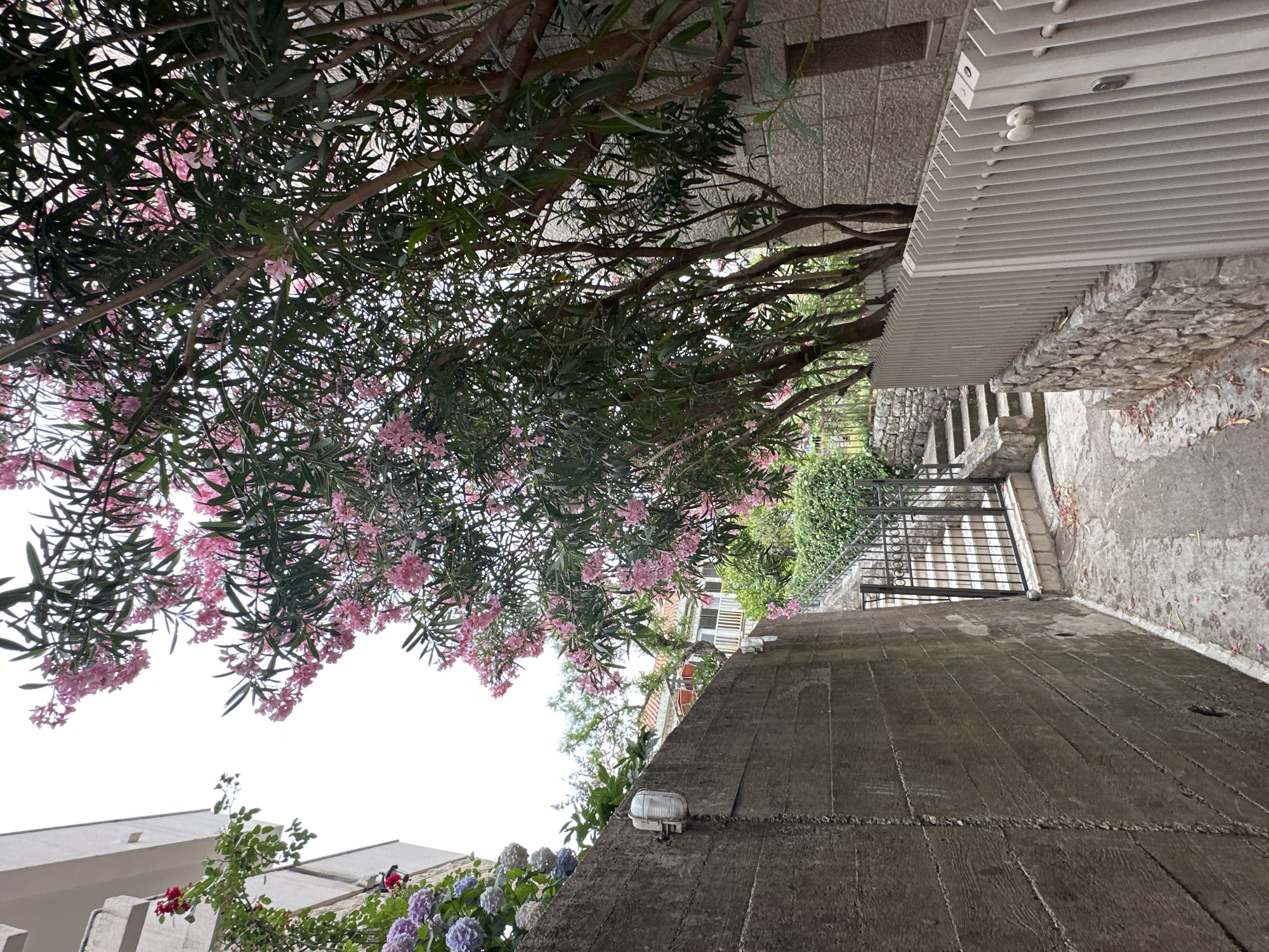 The image captures an outdoor scene in what appears to be a residential or village area in Pržno, Montenegro, featuring a narrow path or ramp leading downwards. The perspective looks down this path, with a dense, large flowering tree dominating the upper portion of the frame. This tree, likely an Oleander, is abundant with clusters of bright pink blossoms and deep green, elongated leaves, creating a vibrant canopy overhead.
To the right, a textured concrete ramp or wall forms the foreground, featuring a small, clear outdoor light fixture mounted on its surface. Further into the scene, a series of stone steps descends, bordered by stone walls and leading to a black metal gate. Beyond the gate, more greenery and what seems to be another building or structure are visible.
Above the stone steps and to the right, a white slatted structure, possibly a pergola or a sunshade, extends horizontally, with another outdoor light fixture visible underneath. The surrounding architecture includes rough stone walls and paved surfaces. In the lower left corner, another patch of colorful flowers, resembling purple and blue hydrangeas, adds to the natural beauty.
The scene appears to be set during daytime on an overcast day, indicated by the bright, diffused light and the lack of strong shadows. No specific activity or individuals are present in the static image, and no visible text can be identified. The overall impression is one of a quiet, picturesque Mediterranean pathway.