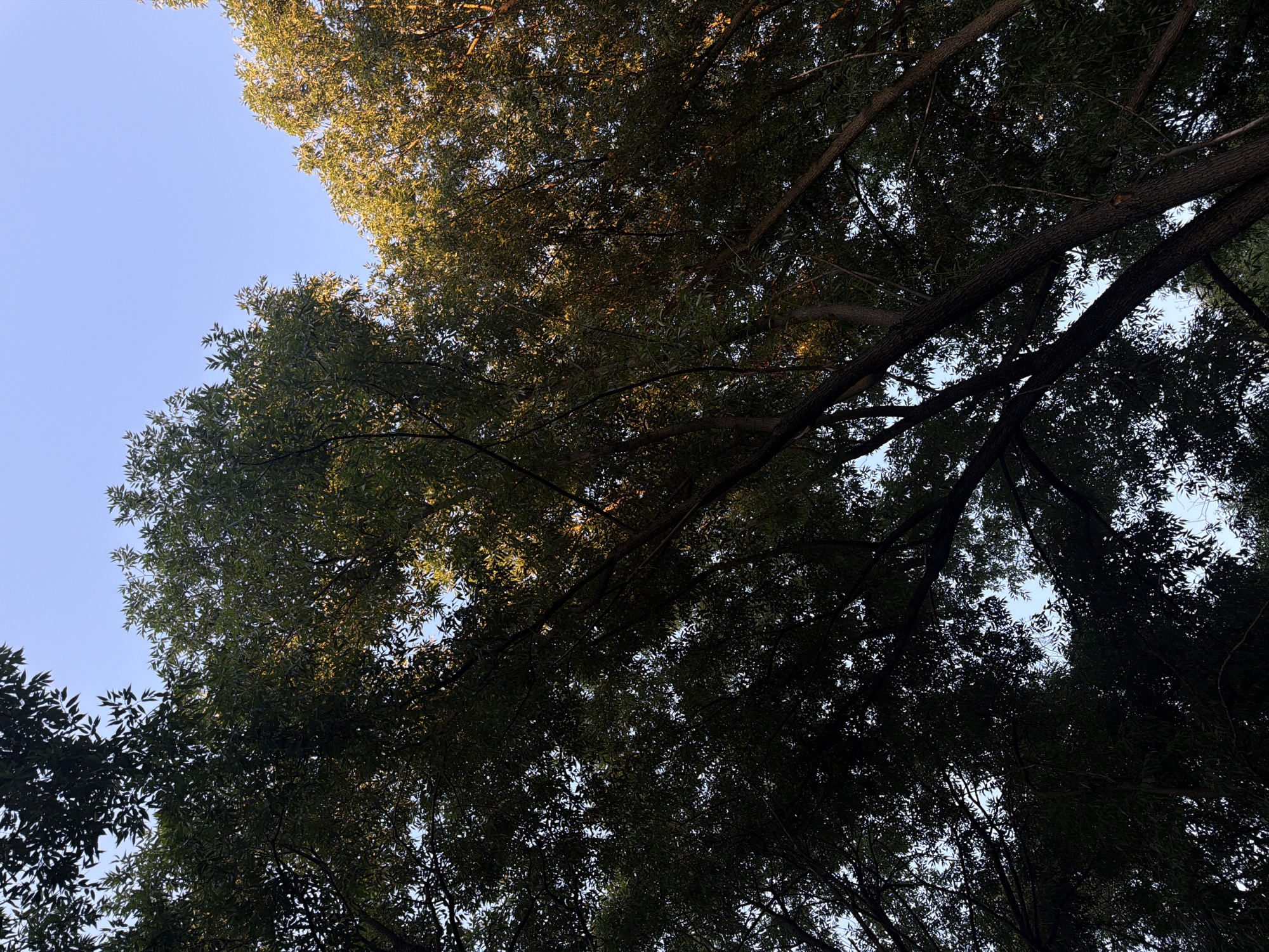 This image is an upward-looking view of trees against a clear blue sky. The trees are dense with dark green leaves, and some branches are illuminated by sunlight, giving them a golden hue. The scene appears to be outdoors, likely in a park or forested area. There are no people or man-made structures visible. This image was captured in Moscow, Russia.