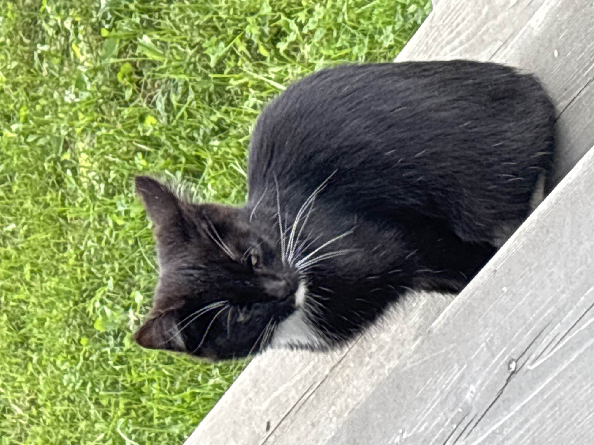 A black cat with white chest markings sits on weathered wooden steps outdoors. The cat's fur is mostly black with a white patch on its chest and white whiskers. Its eyes are partially closed, giving it a sleepy or relaxed appearance. Behind the cat, lush green grass and foliage are visible. The wooden steps are light gray and appear to be worn with visible grain lines and some slight imperfections. The scene suggests a domestic or semi-wild setting. The provided image does not contain any information to suggest a location in Zvenigorod, Russia.